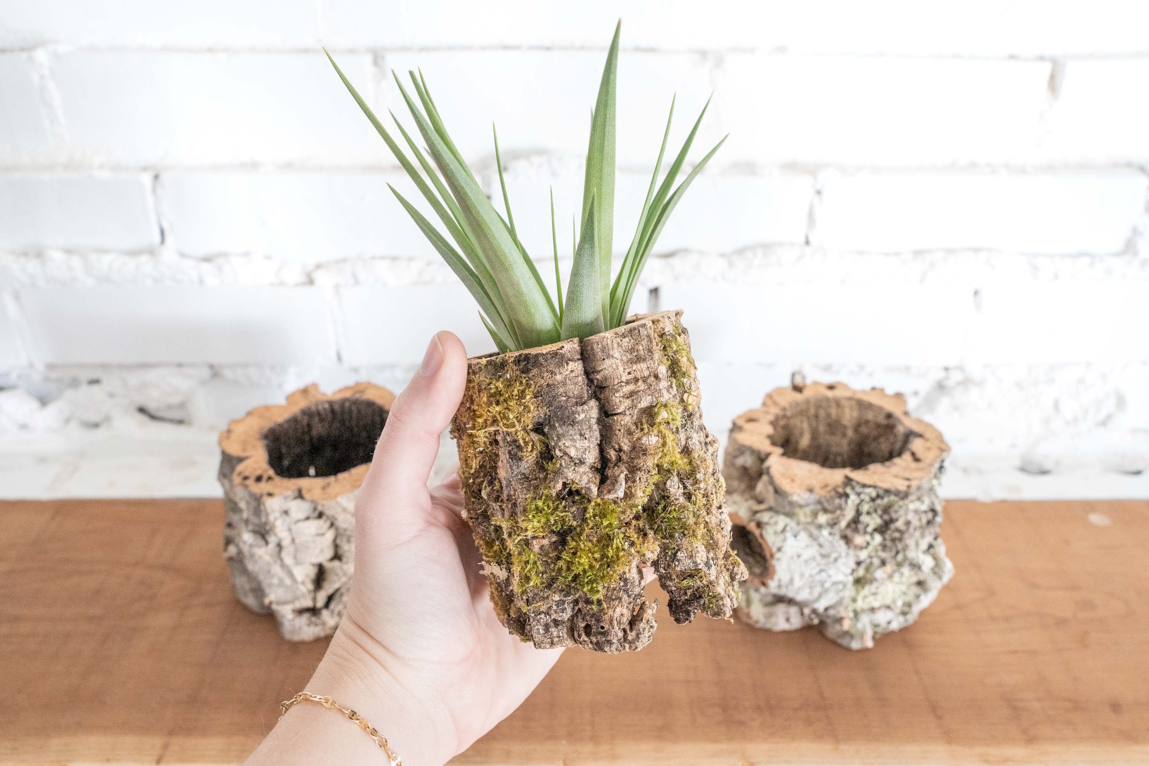 Natural Cork Bark Planters with Tillandsia Air Plants - Image 8