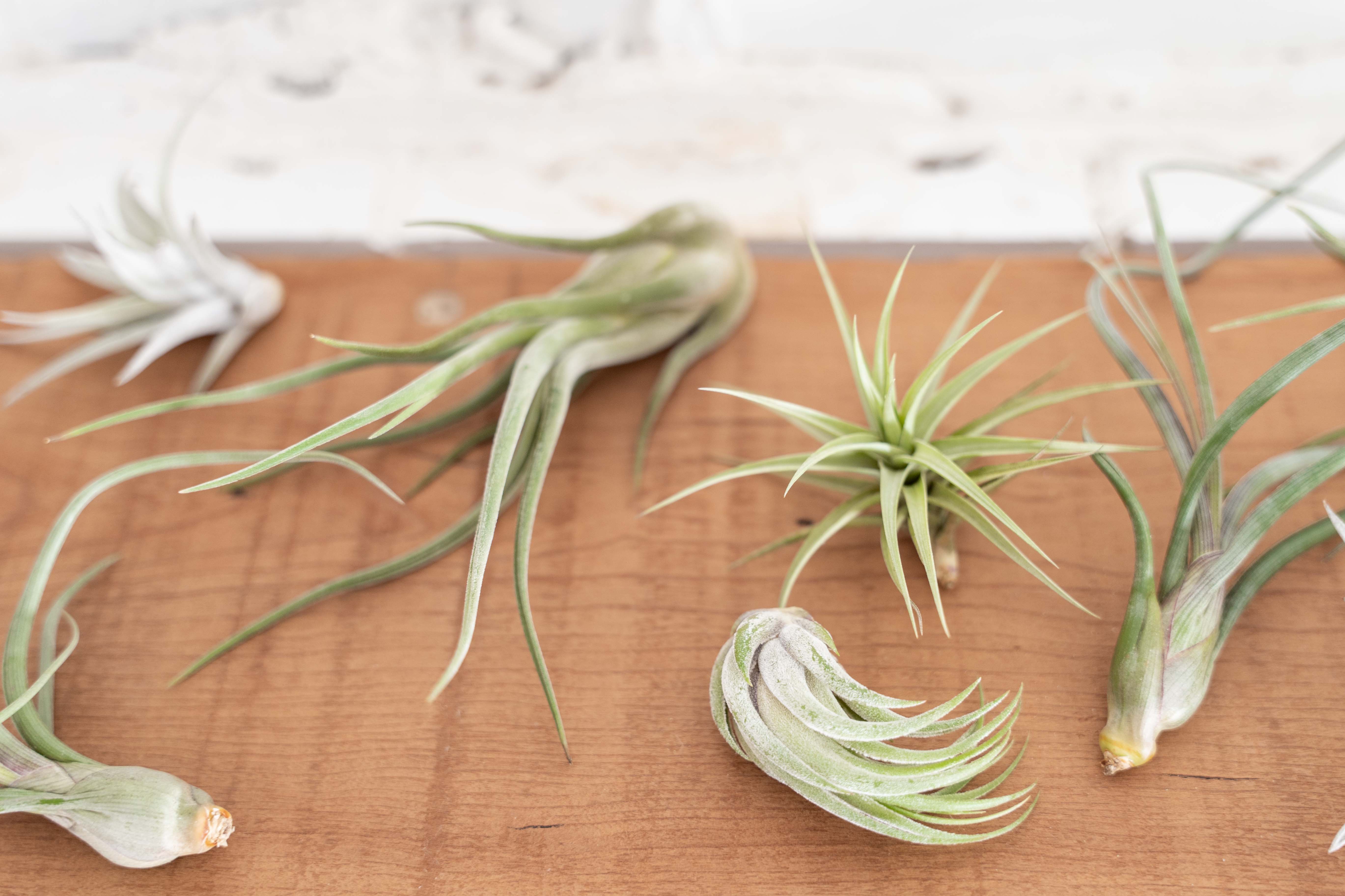 Beginner's Choice Tillandsia Air Plant Collection - Image 3