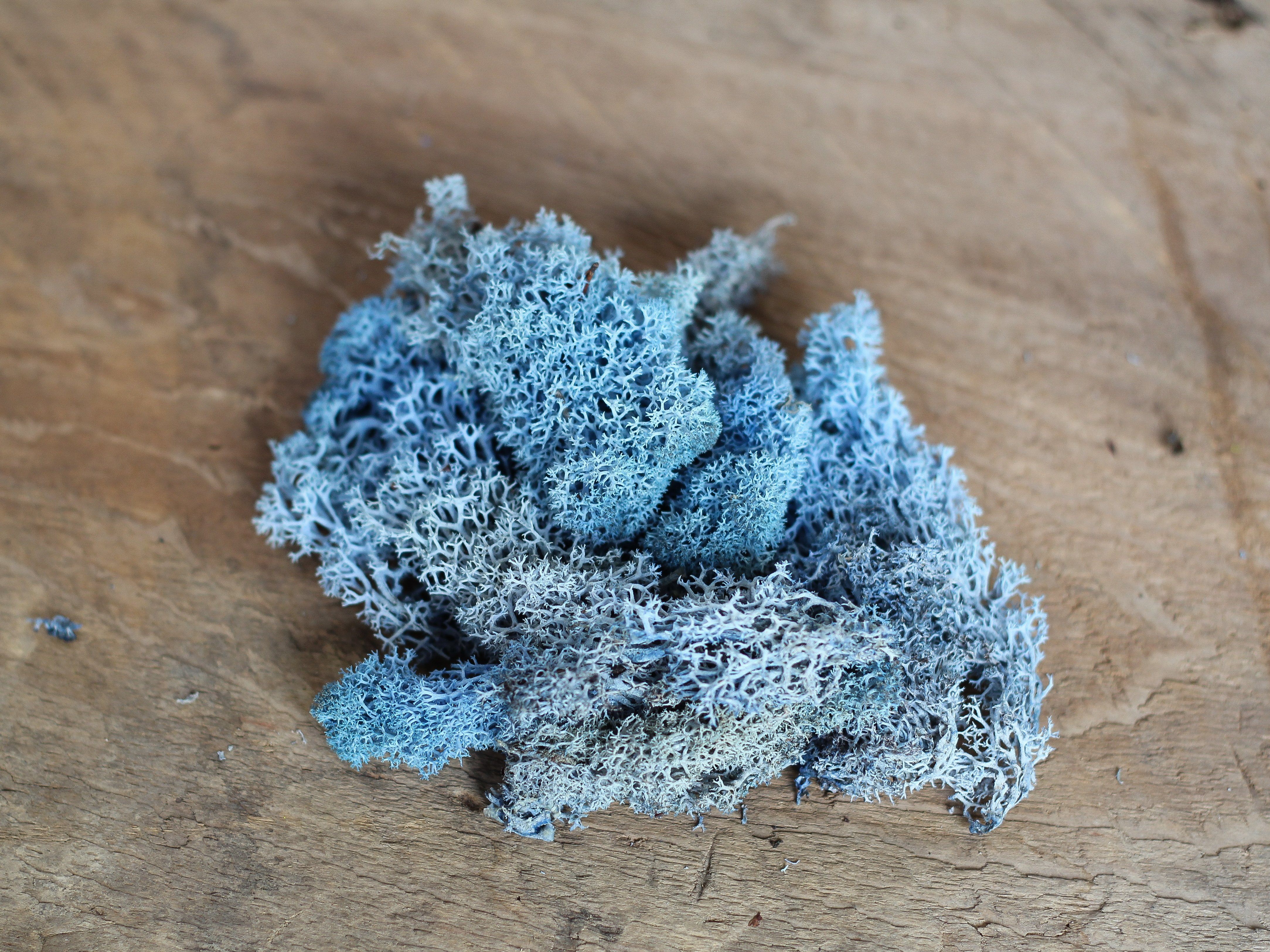 Blue Reindeer Moss