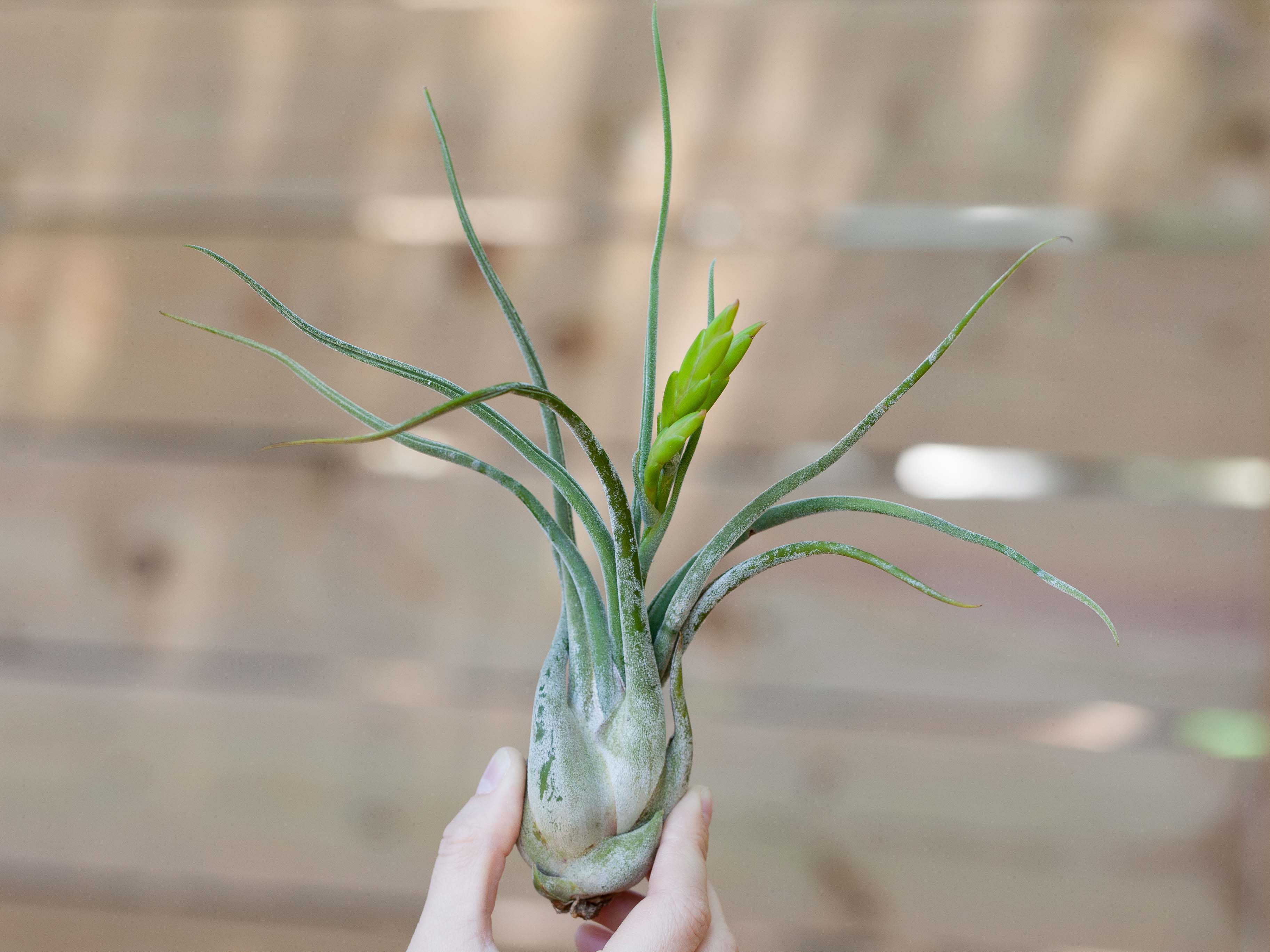 Bulbous Tillandsia Air Plants - Combo Pack - Image 3