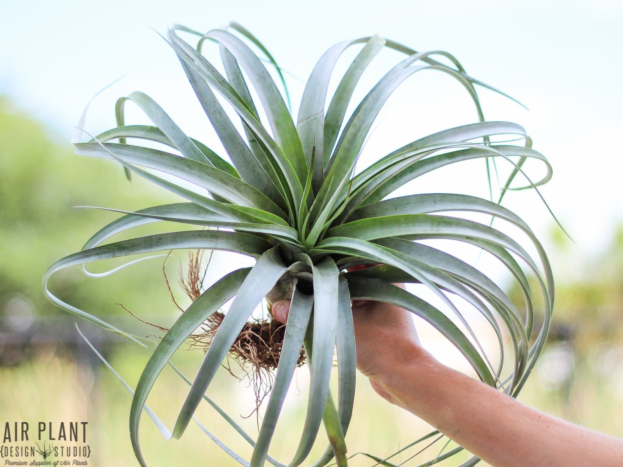 Tillandsia 'Rio Hondo' (Capitata x Xerographica) Hybrid Air Plant