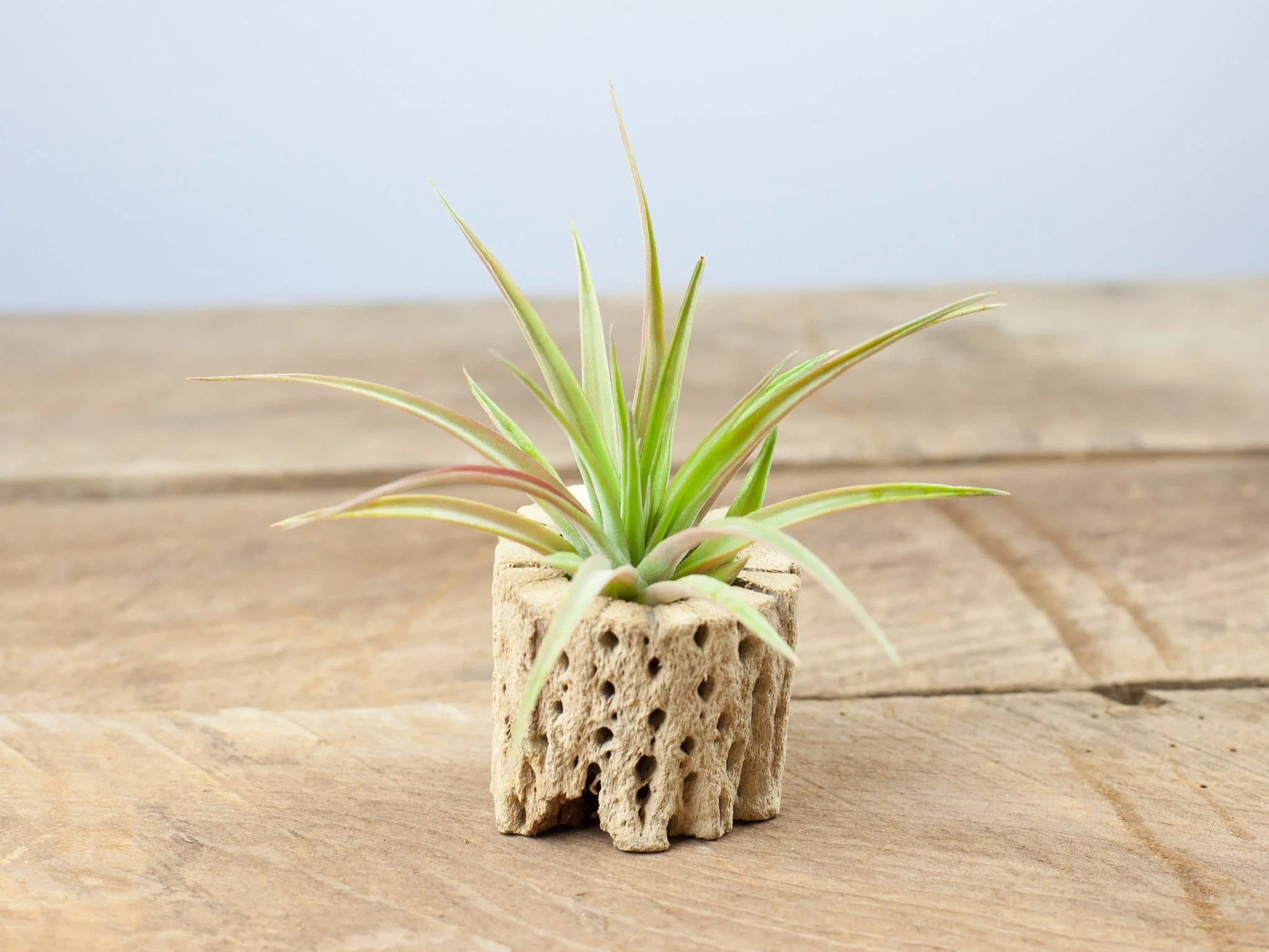 Cholla Wood Display - Tillandsia Abdita Brachycaulos Air Plant