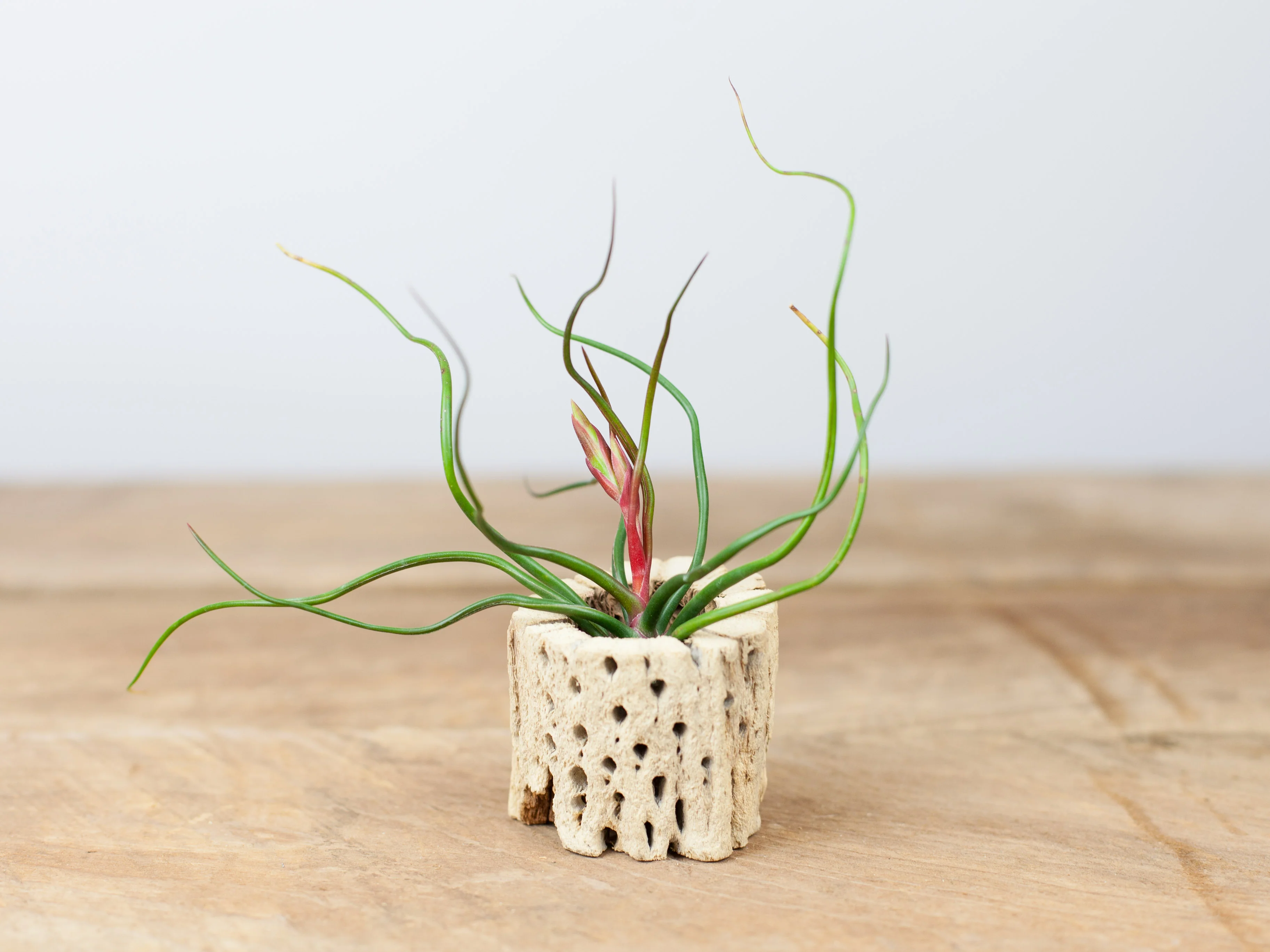 Cholla Wood Display - 3 Inch (No Tillandsia Included) - Image 3