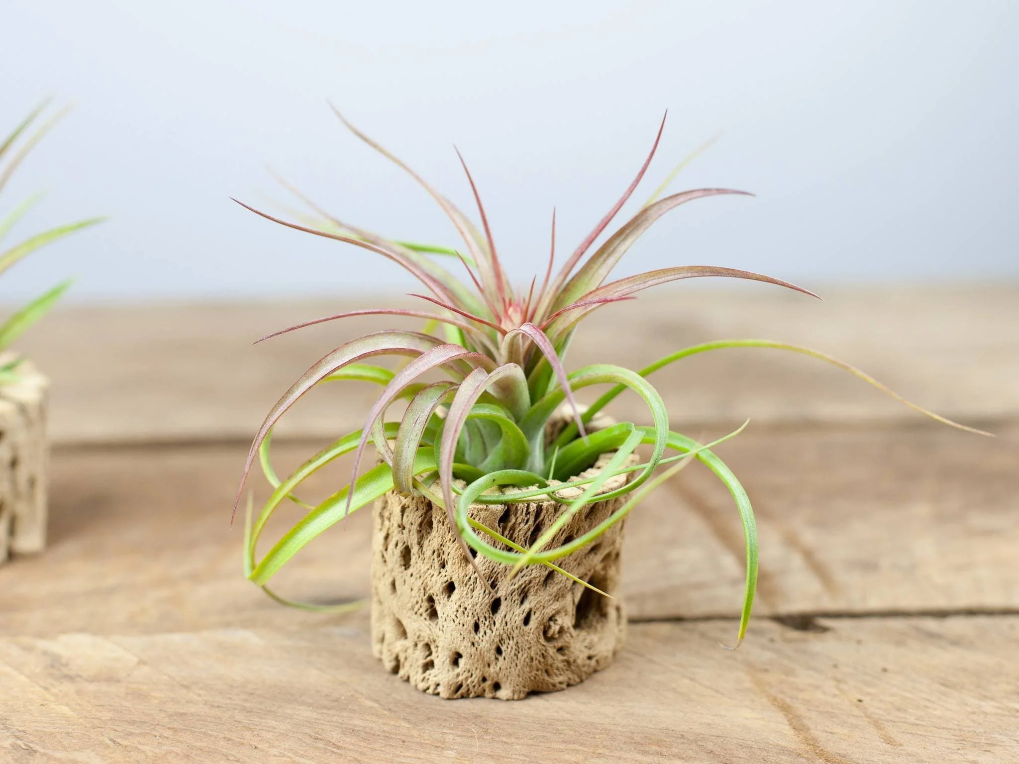 Cholla Wood Display - Tillandsia Streptophylla Hybrid Air Plant
