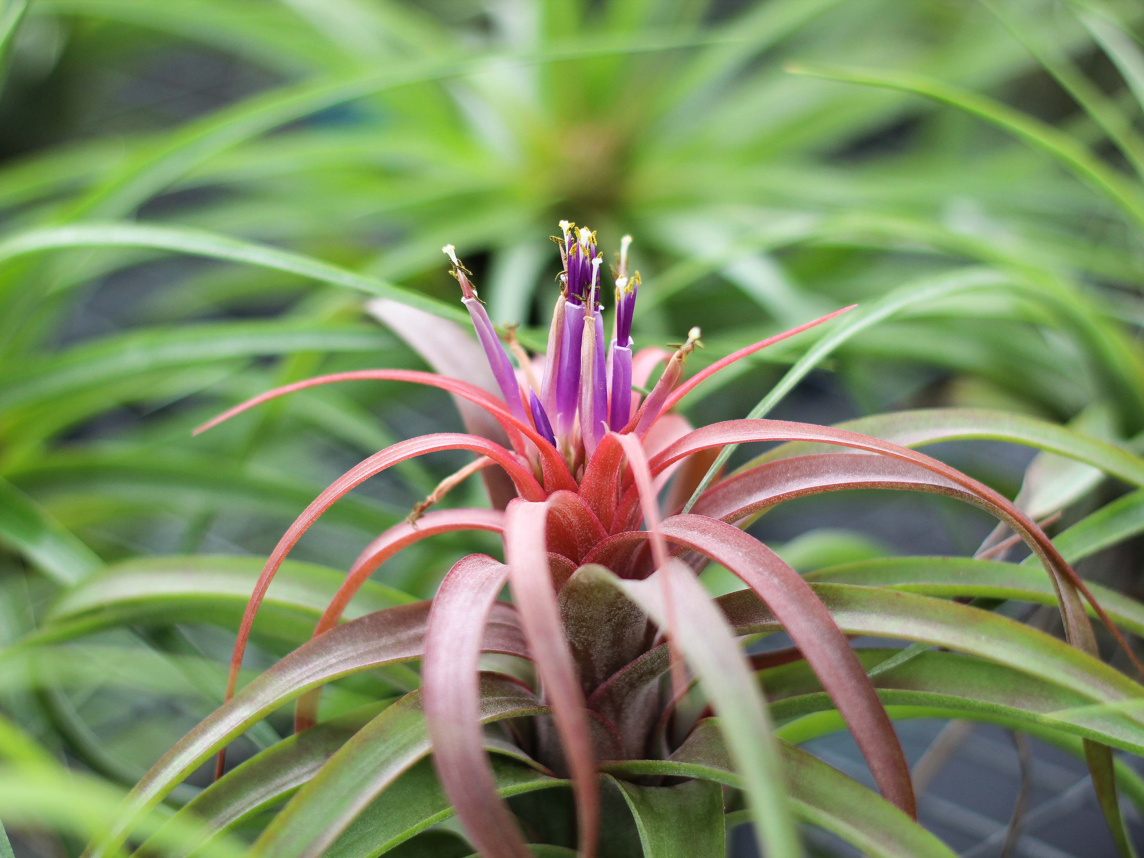 Cholla Wood Display - Tillandsia Streptophylla Hybrid Air Plant - Image 2