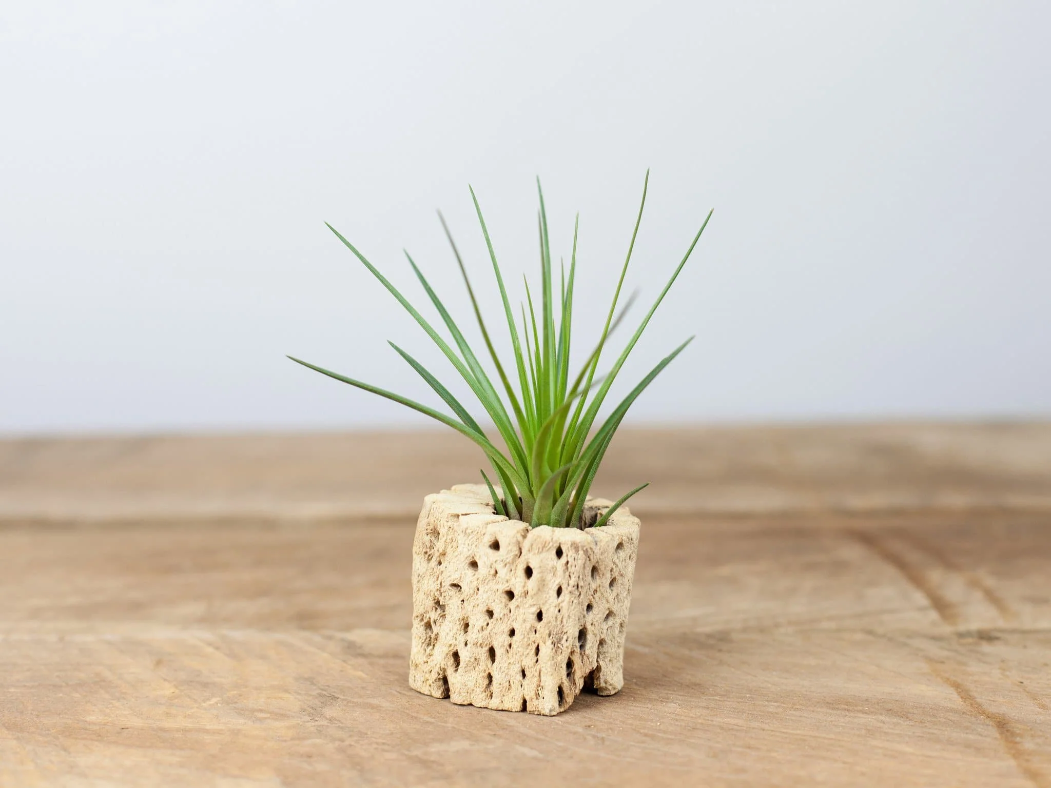 Cholla Wood Display with Assorted Tillandsia Air Plant