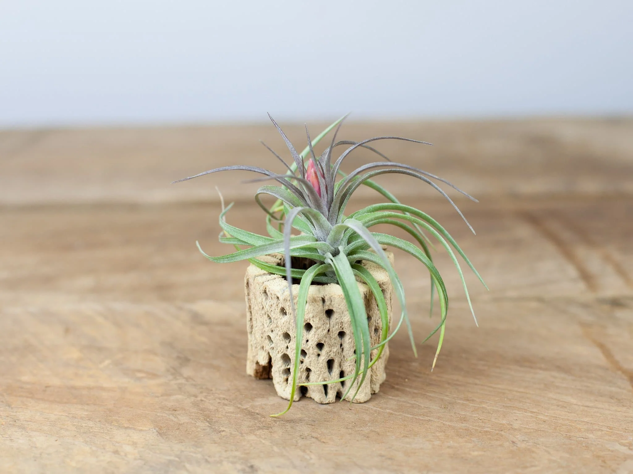 Cholla Wood Display with Assorted Tillandsia Air Plant - Image 2