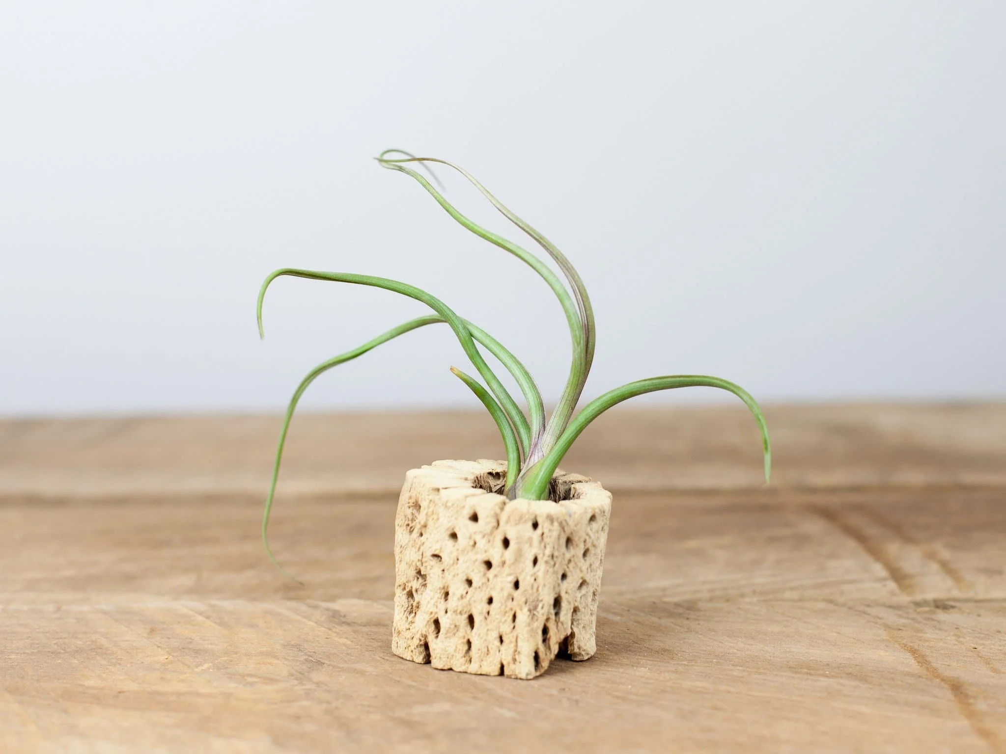 Cholla Wood Display with Assorted Tillandsia Air Plant - Image 4