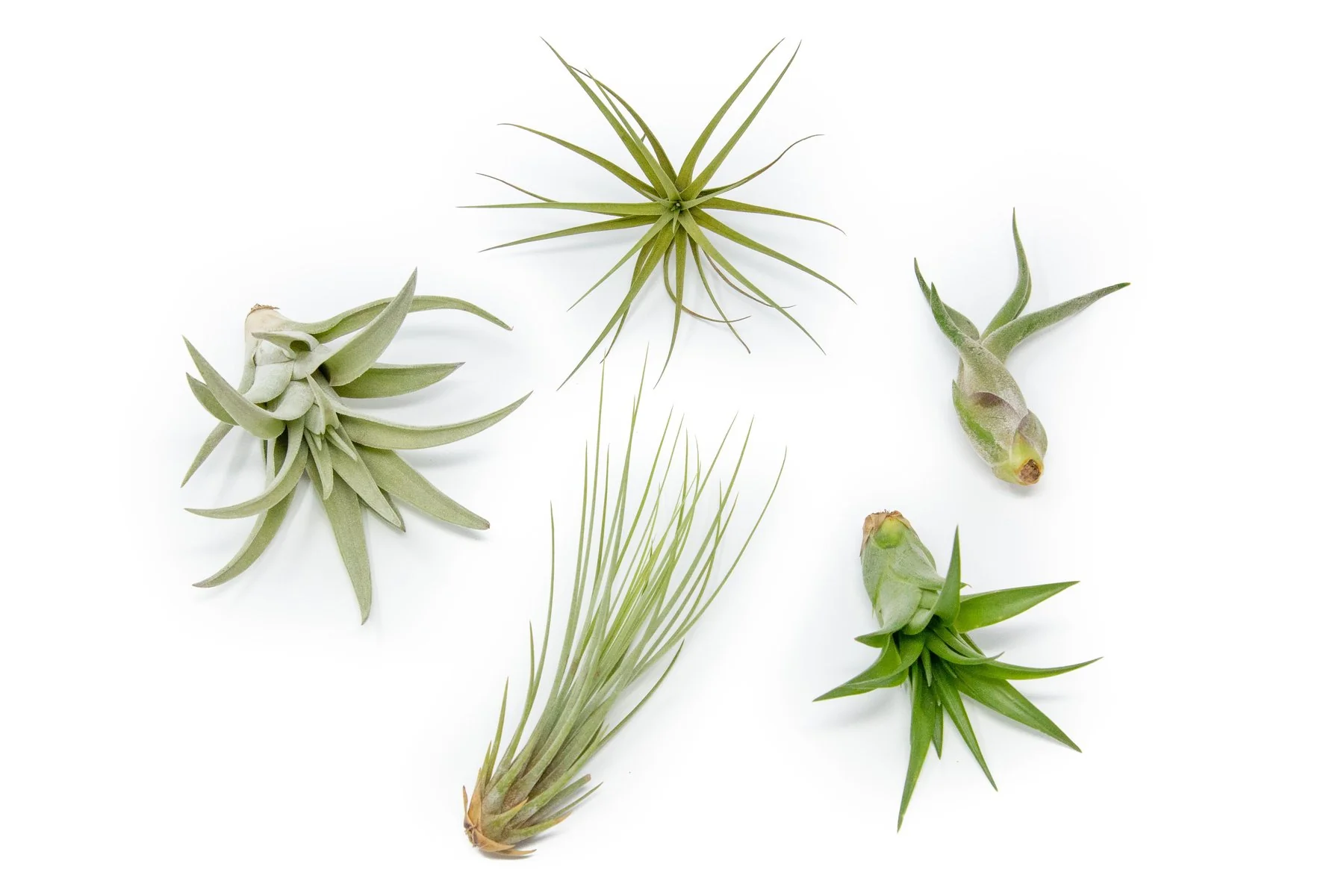 Wholesale: The Classic Collection Air Plant Mixture