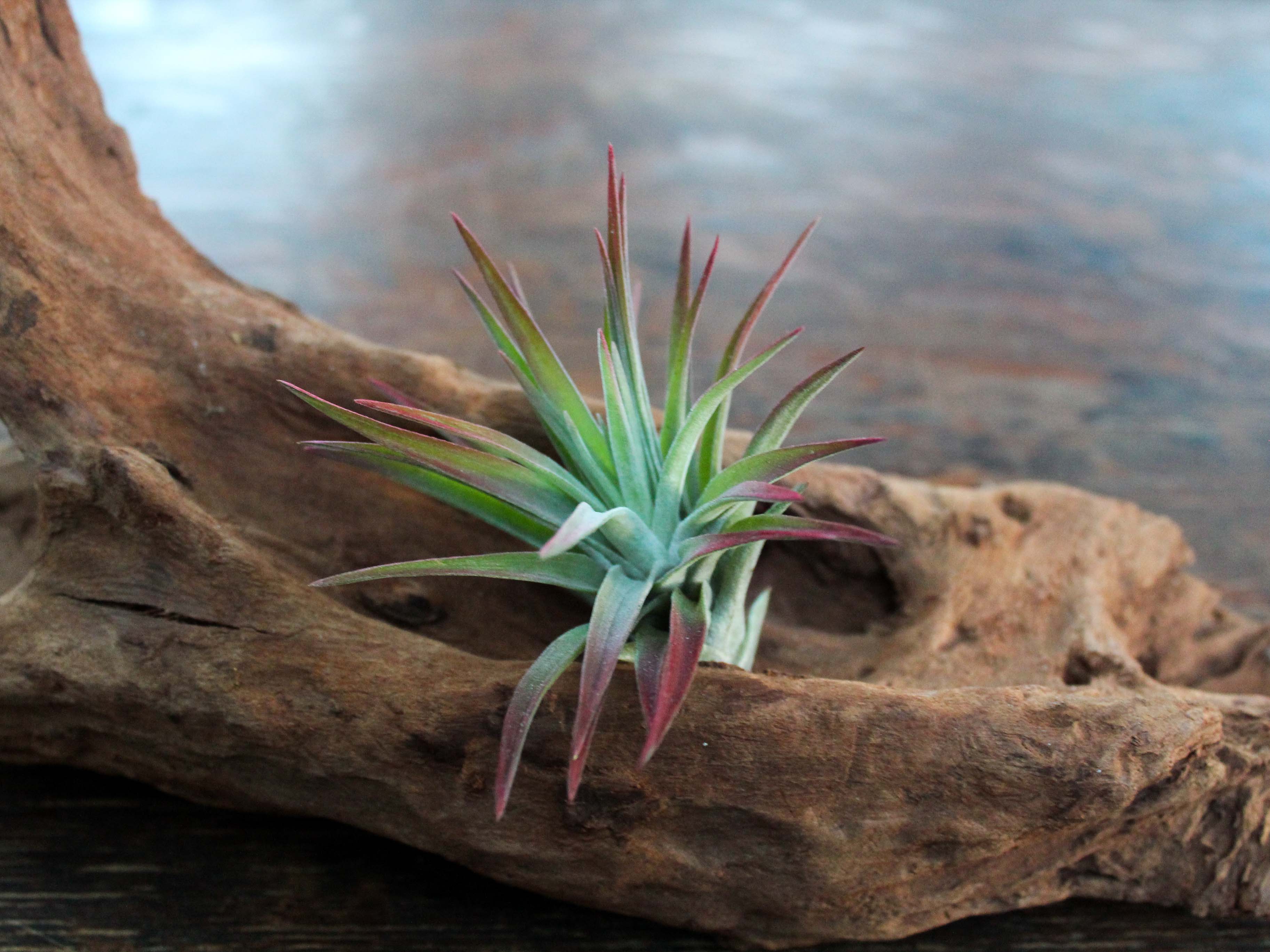 Wholesale: The Classic Collection Air Plant Mixture - Image 3