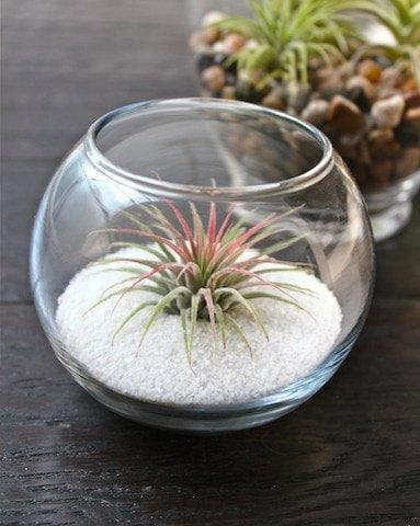 Coastal Bubble Terrariums with Tillandsia Ionantha - Duo Pack