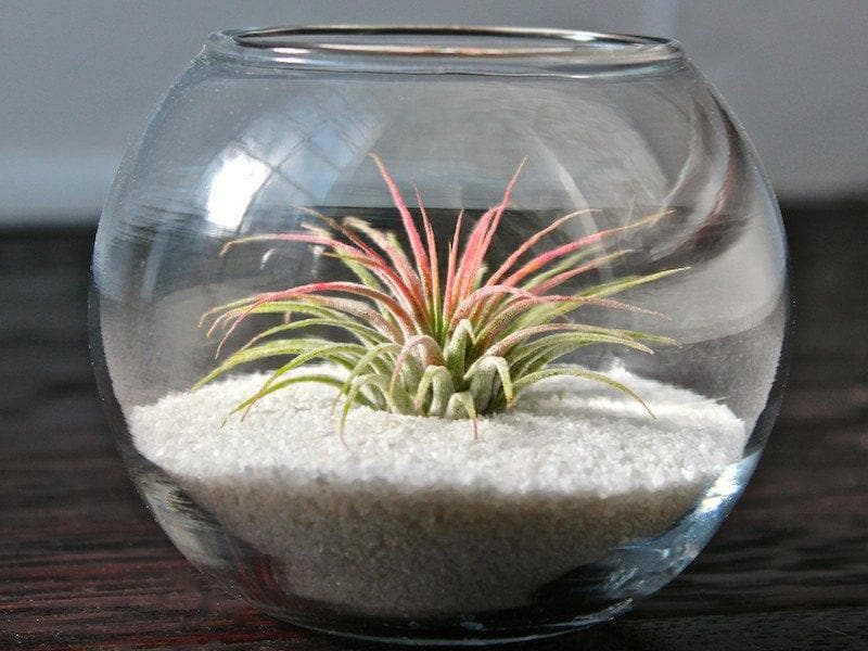 Coastal Bubble Terrariums with Tillandsia Ionantha - Duo Pack - Image 2