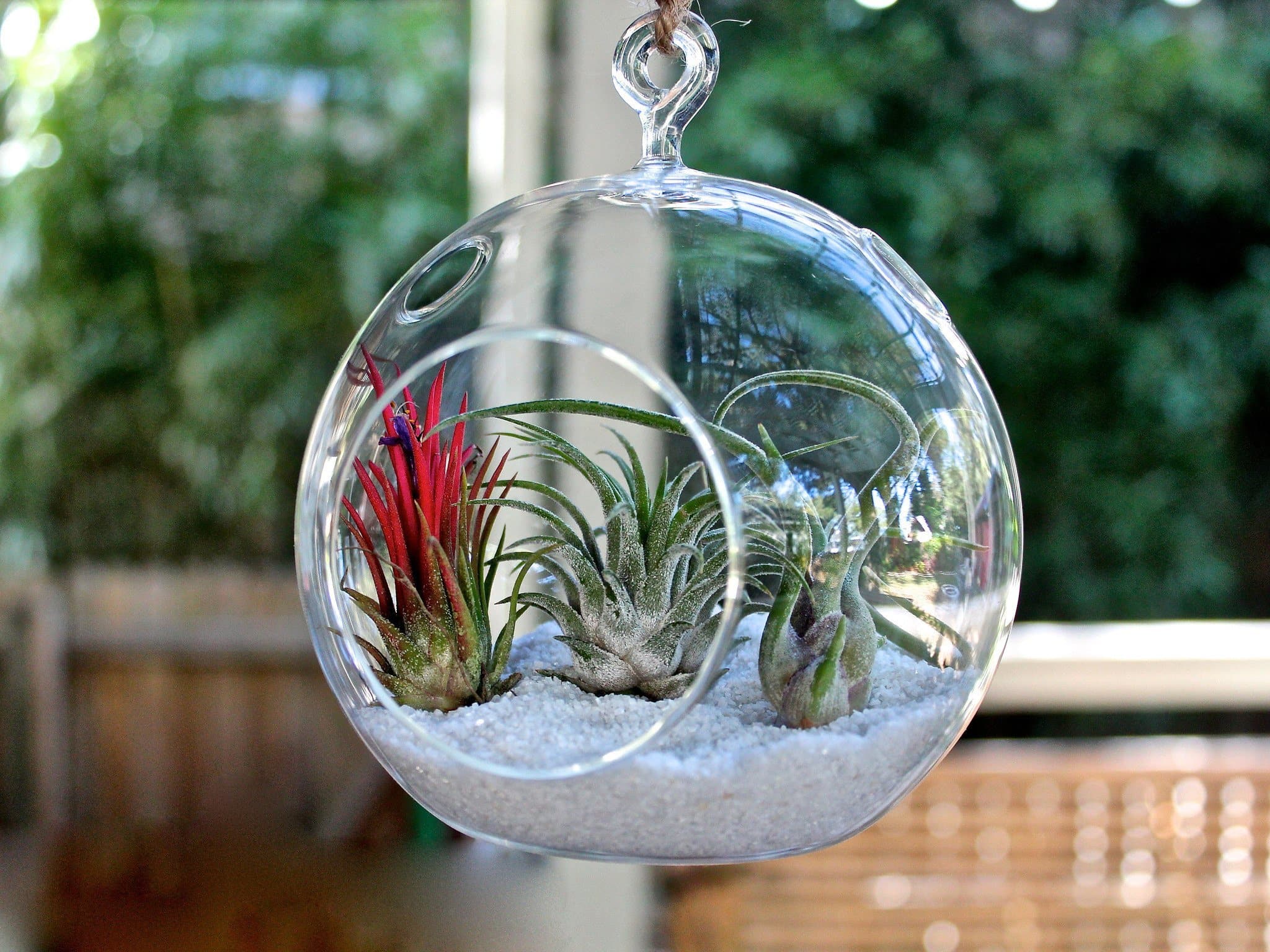 Coastal Terrariums with Assorted Tillandsia Air Plants - Duo Pack - Image 3