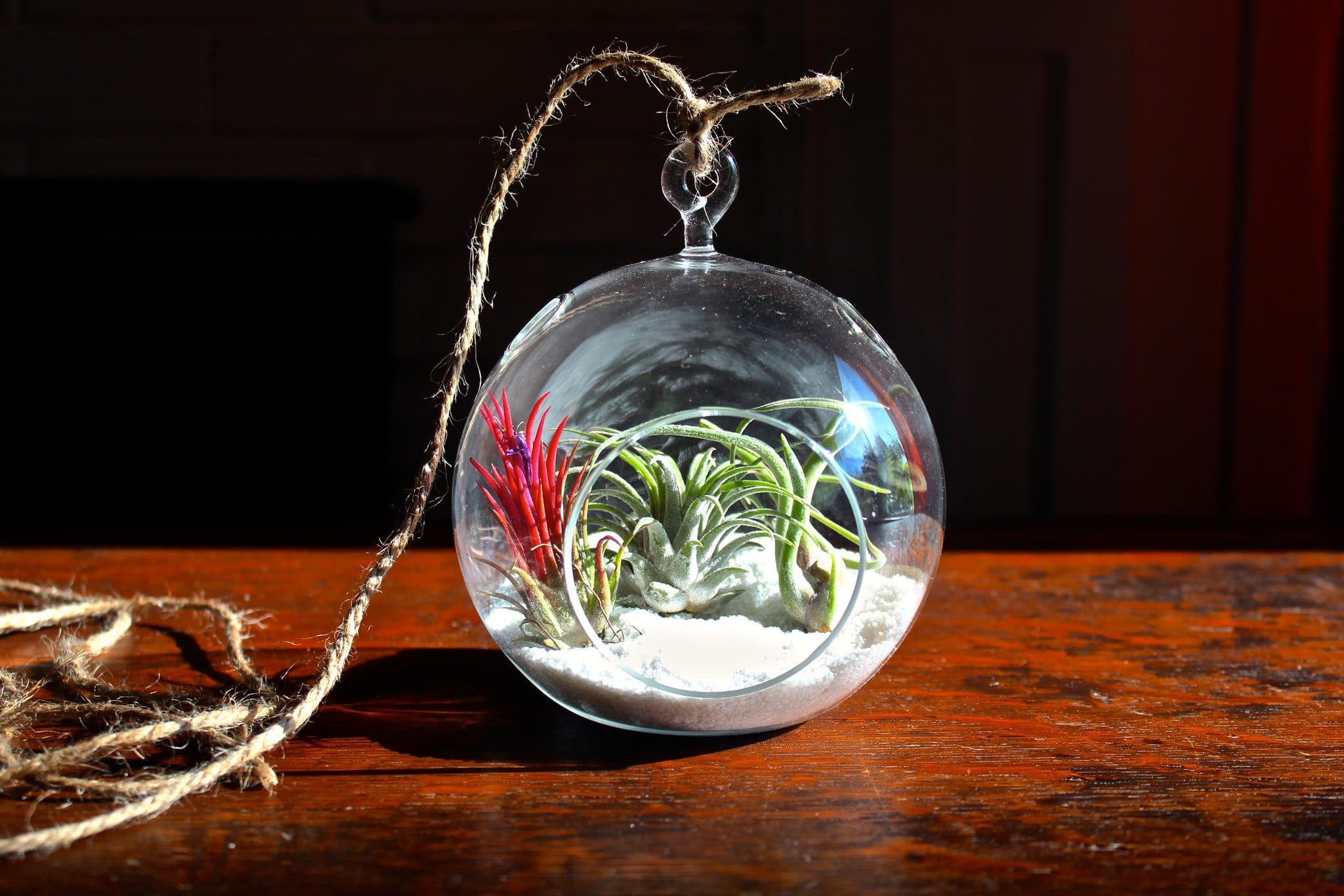 Coastal Terrariums with Assorted Tillandsia Air Plants - Duo Pack - Image 4