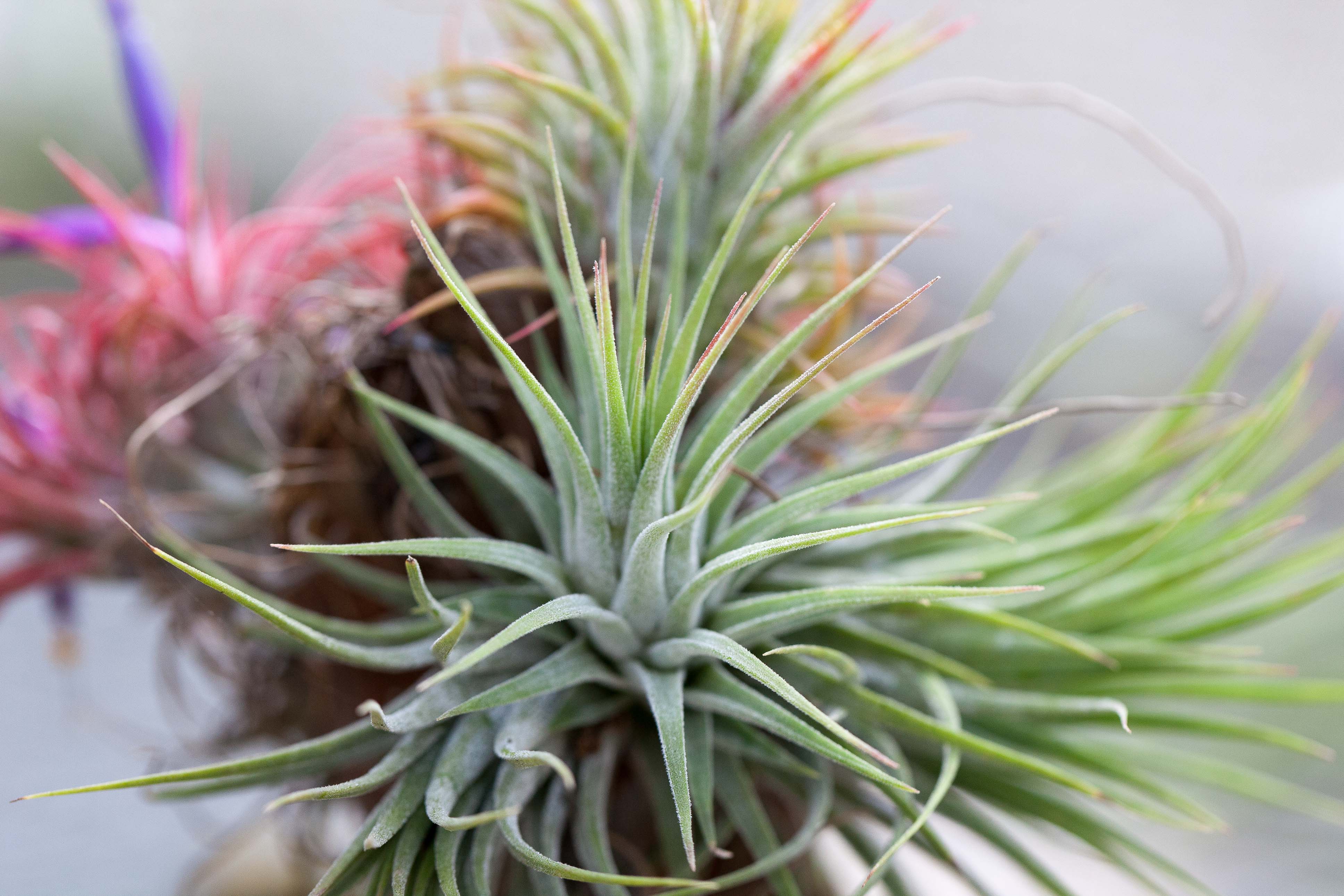 Coastal Terrarium with Tillandsia Ionantha Air Plants - Image 3