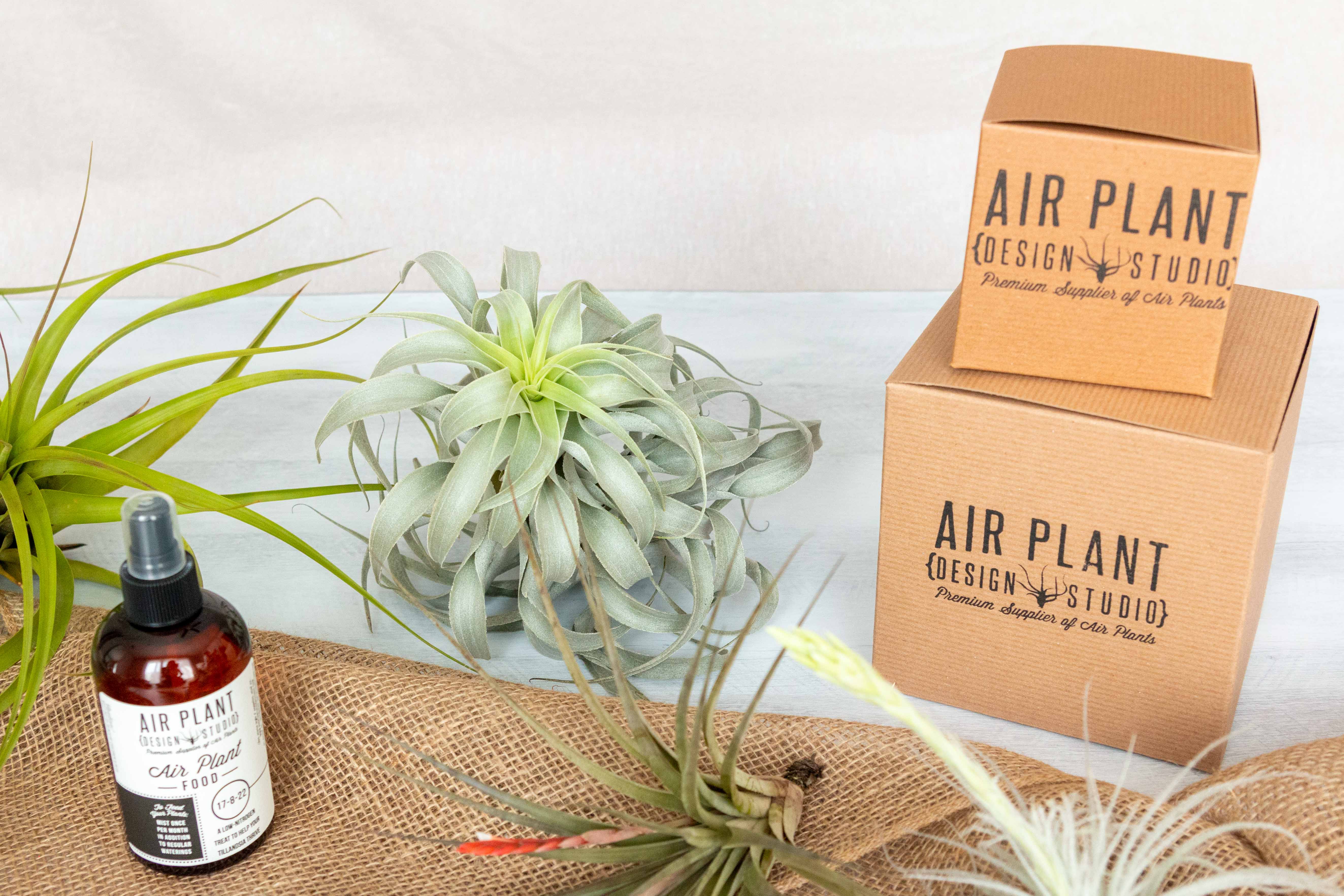 Air Plant Club - $72 Monthly Collector Subscription Box - Image 4