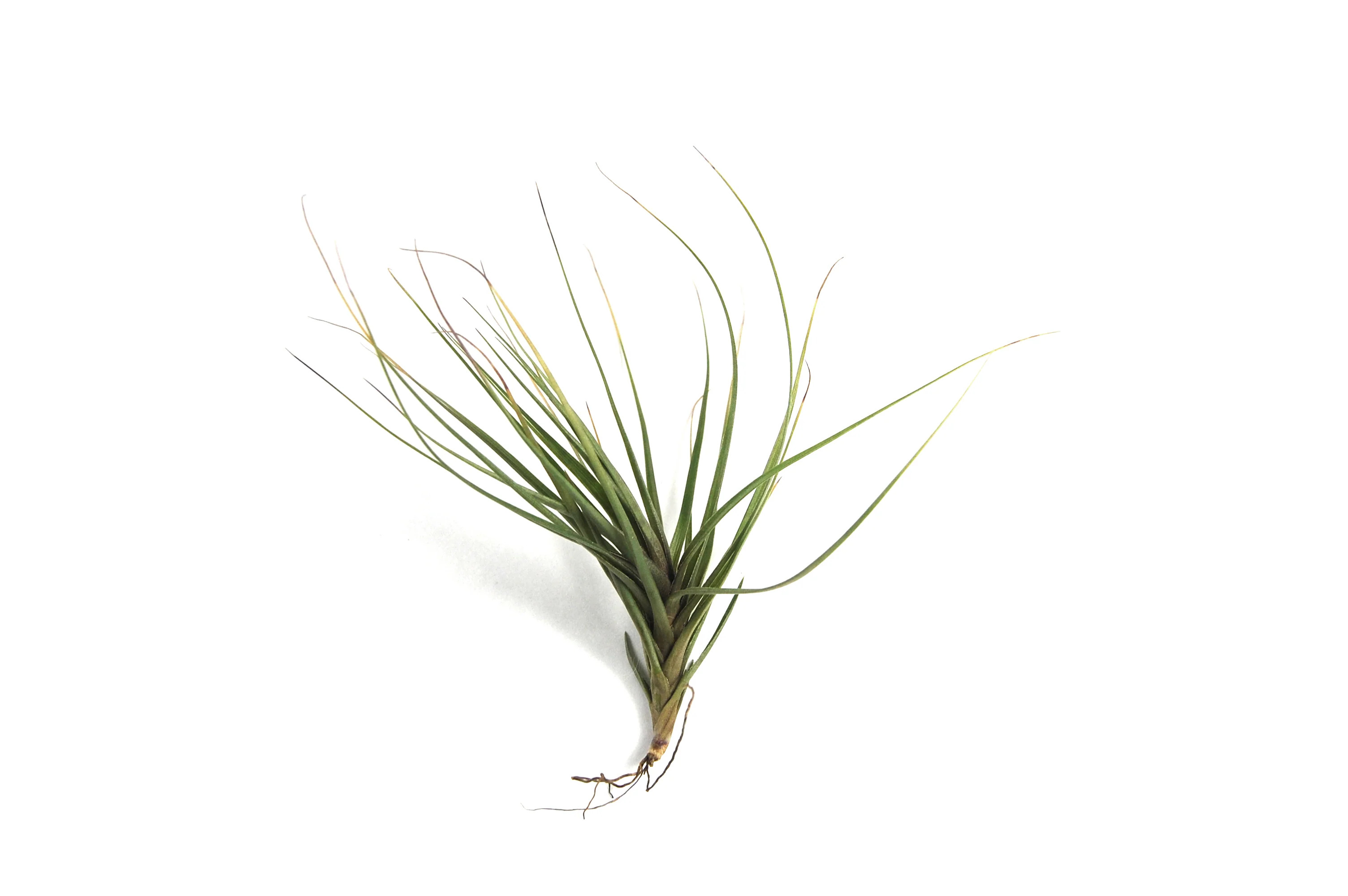 Tillandsia Tenuifolia 'Blue' Air Plant - Image 2