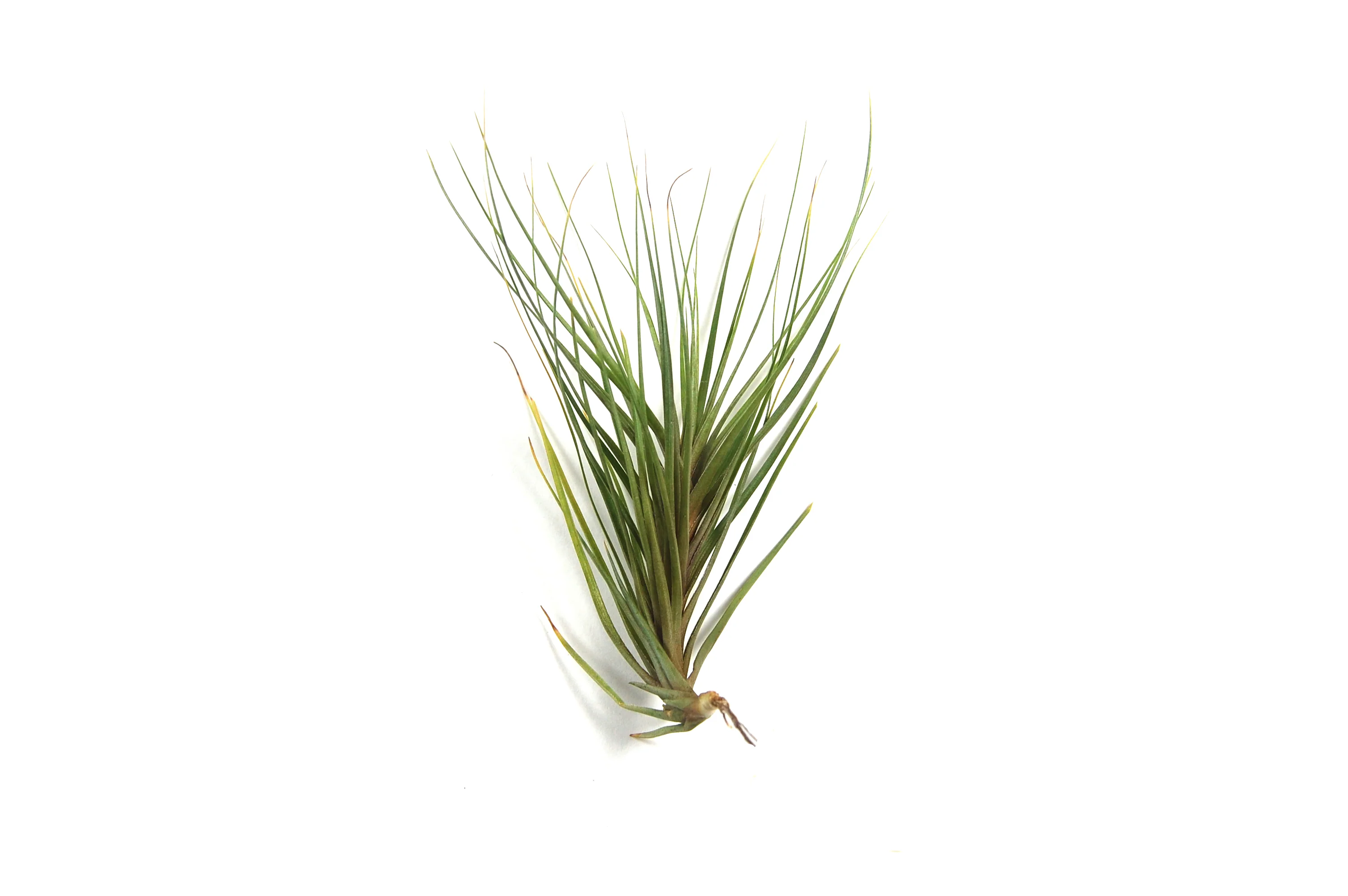Tillandsia Tenuifolia 'Blue' Air Plant - Image 3