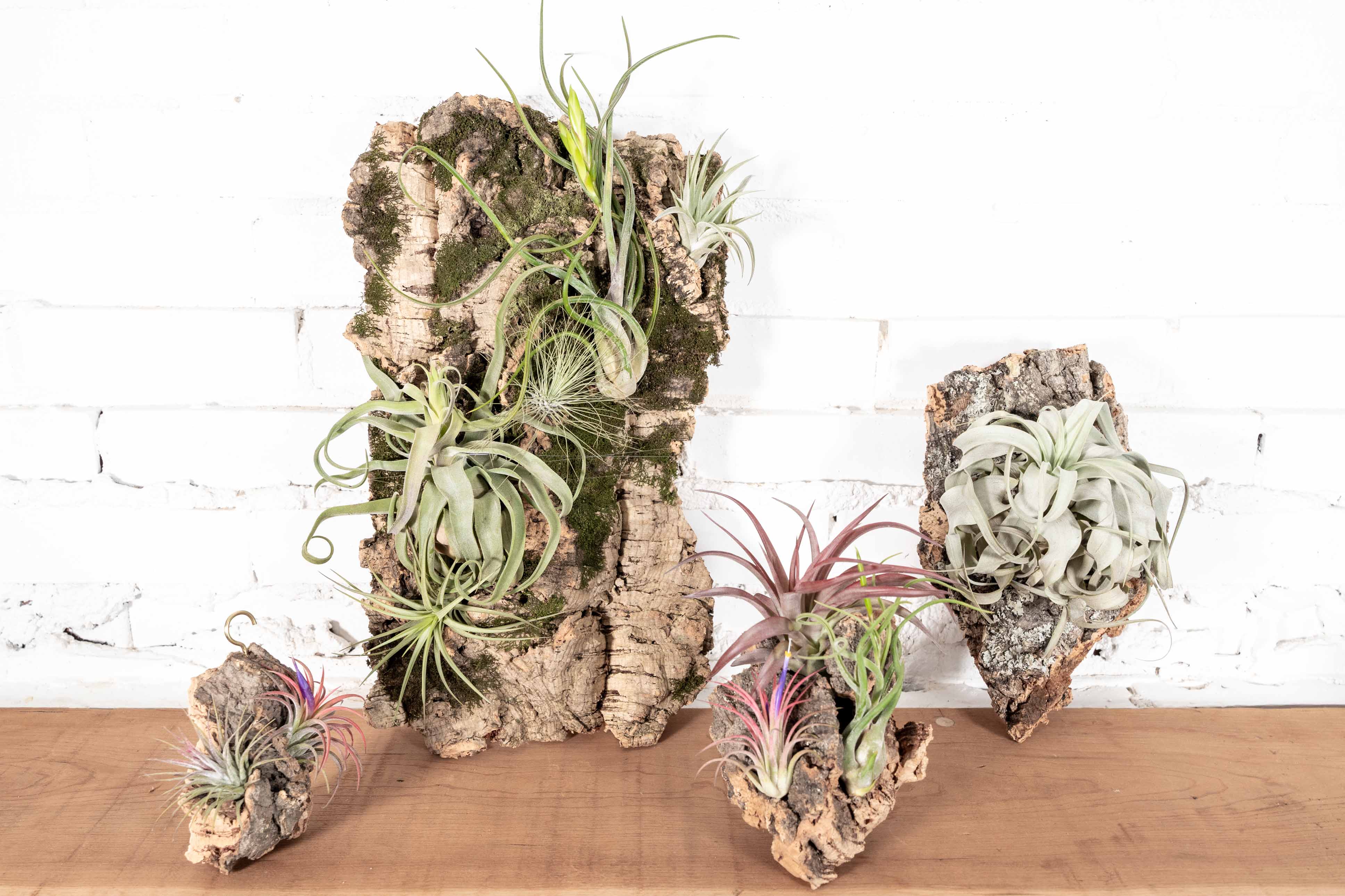 DIY Cork Bark Mounts without Tillandsia Air Plants | Multiple Sizes - Image 4