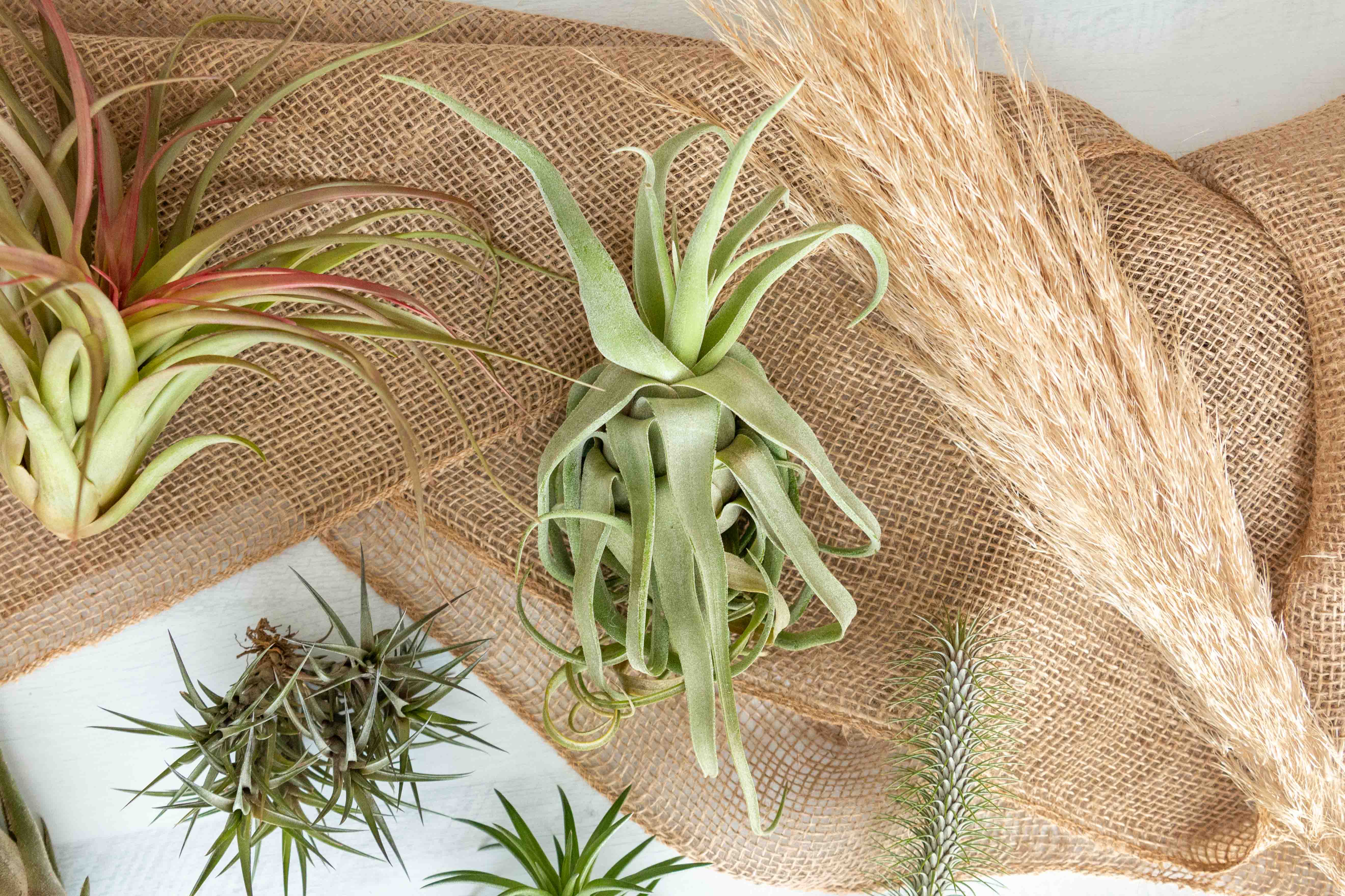 Air Plant Club - $55 Monthly Elite Subscription Box - Image 3