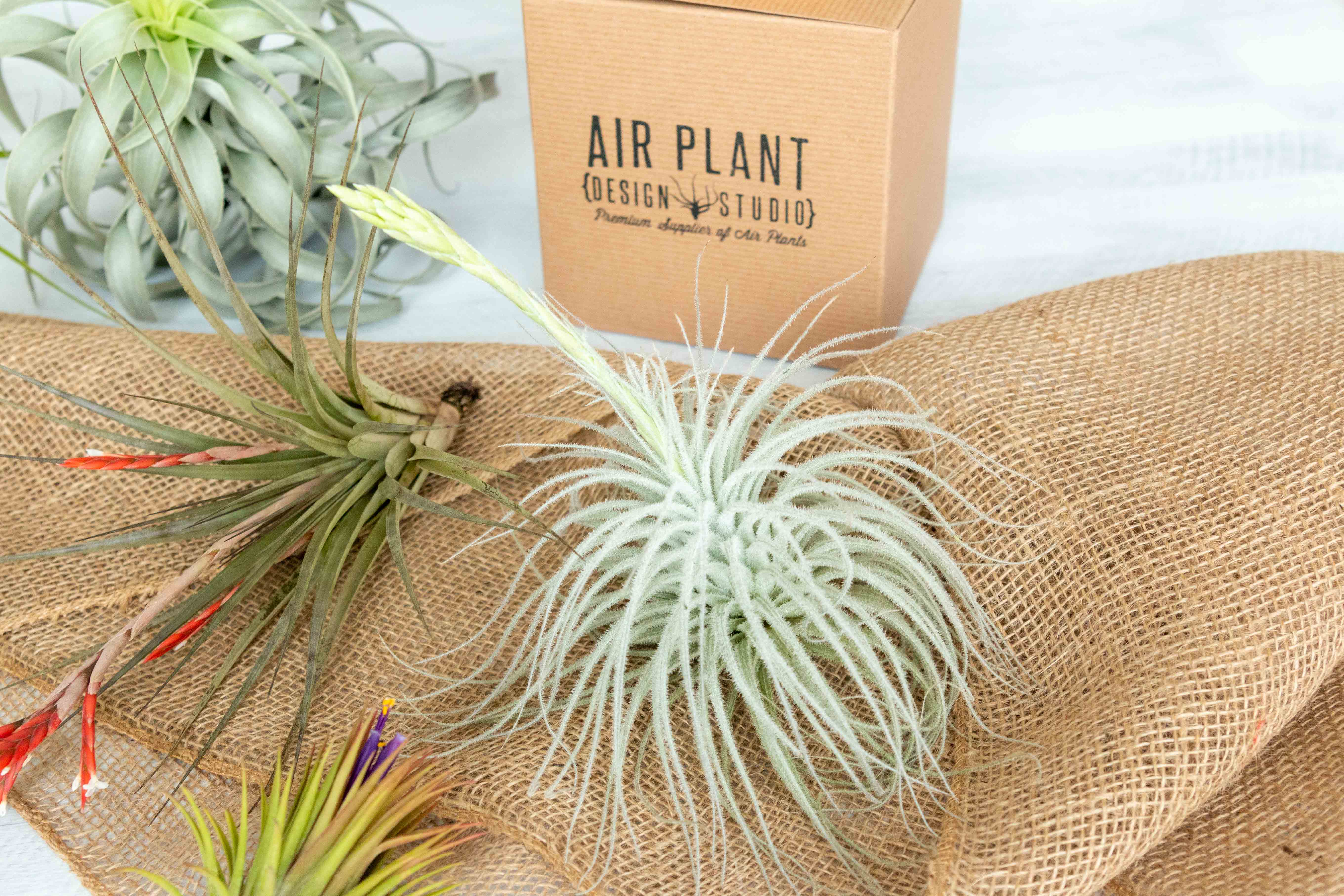 Air Plant Club - $55 Monthly Elite Subscription Box - Image 4