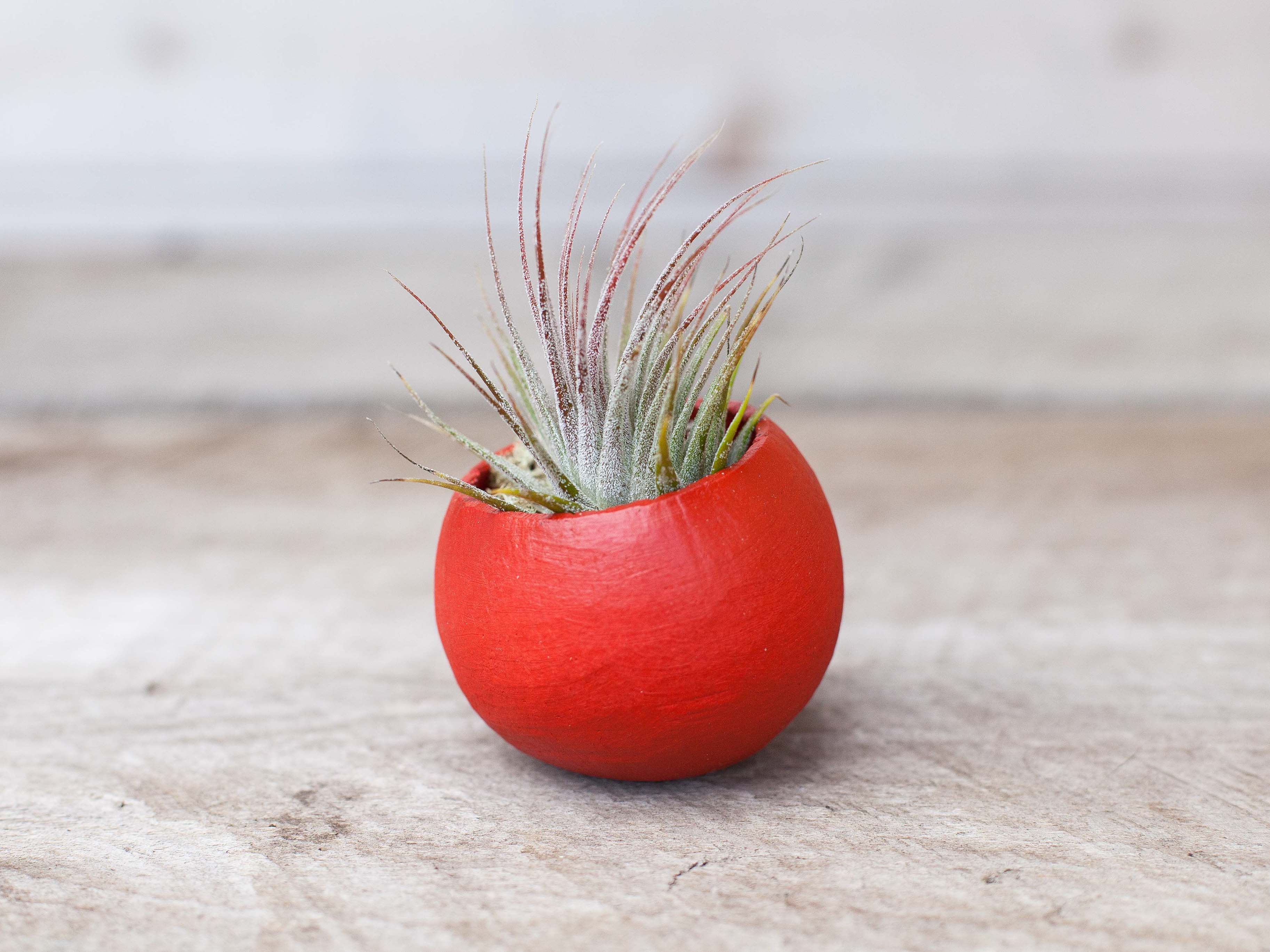 Red Pod with Custom Tillandsia Air Plant and Reindeer Moss