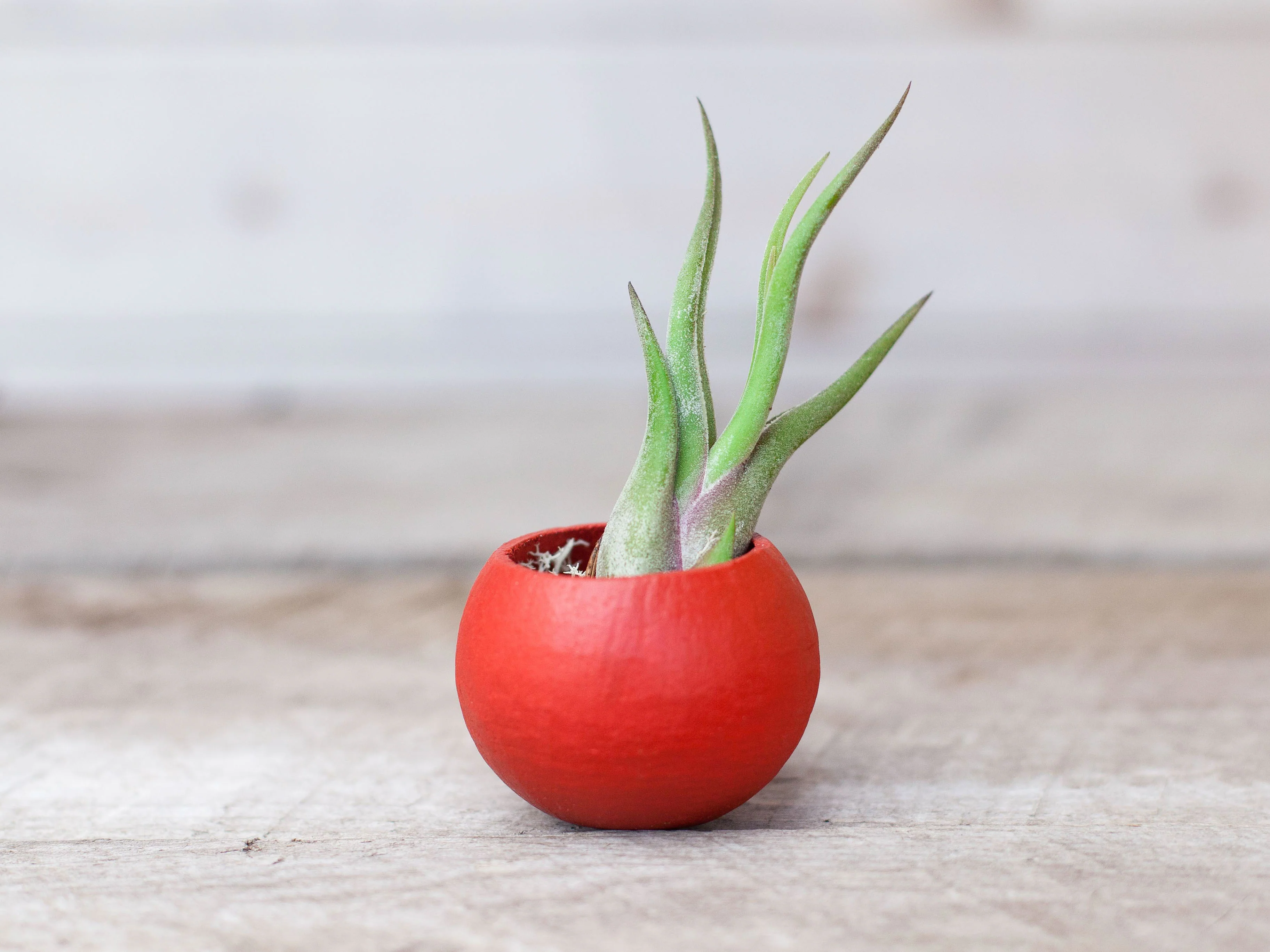 Red Pod with Custom Tillandsia Air Plant and Reindeer Moss - Image 2