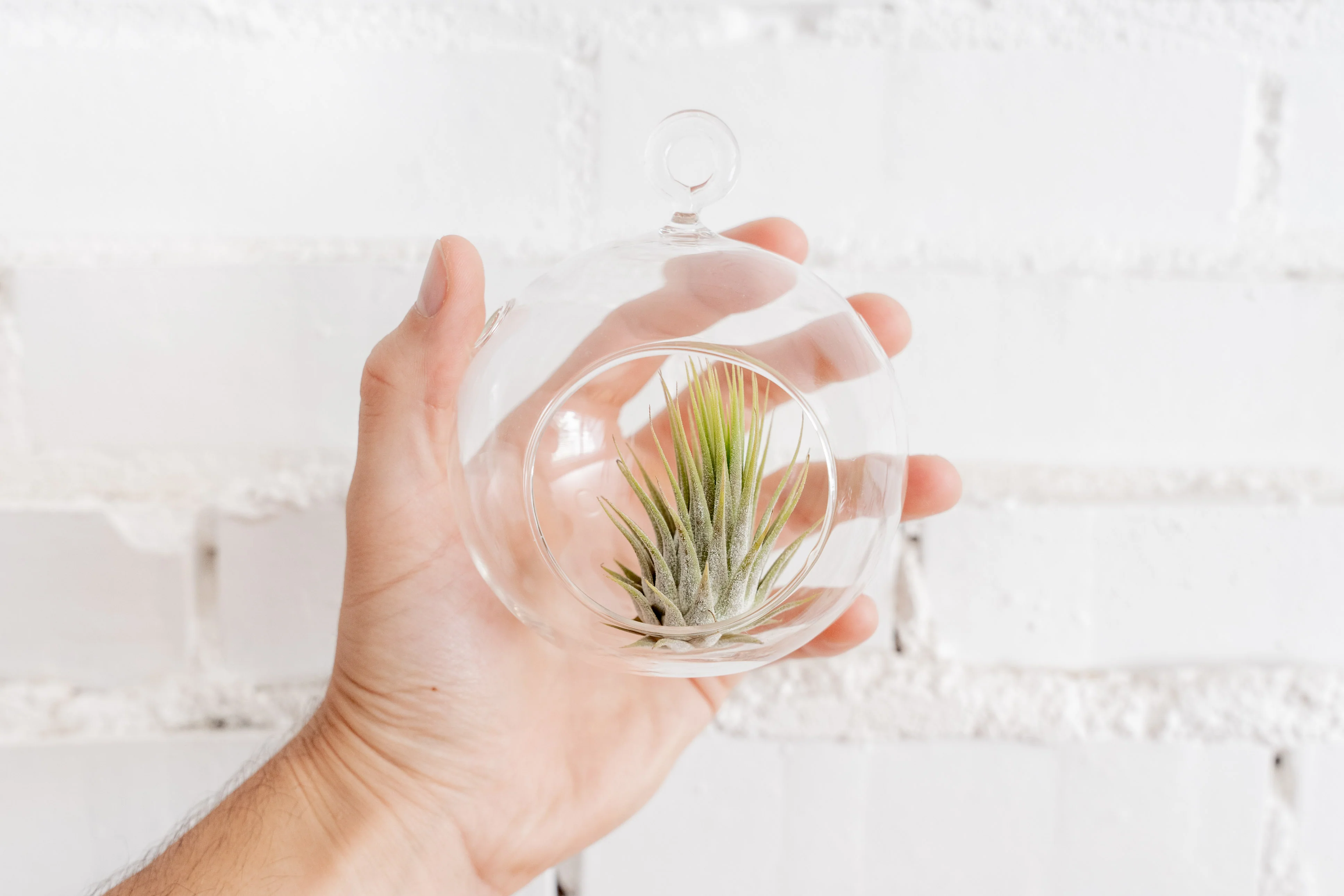 Flat Bottom Glass Terrarium - Image 2