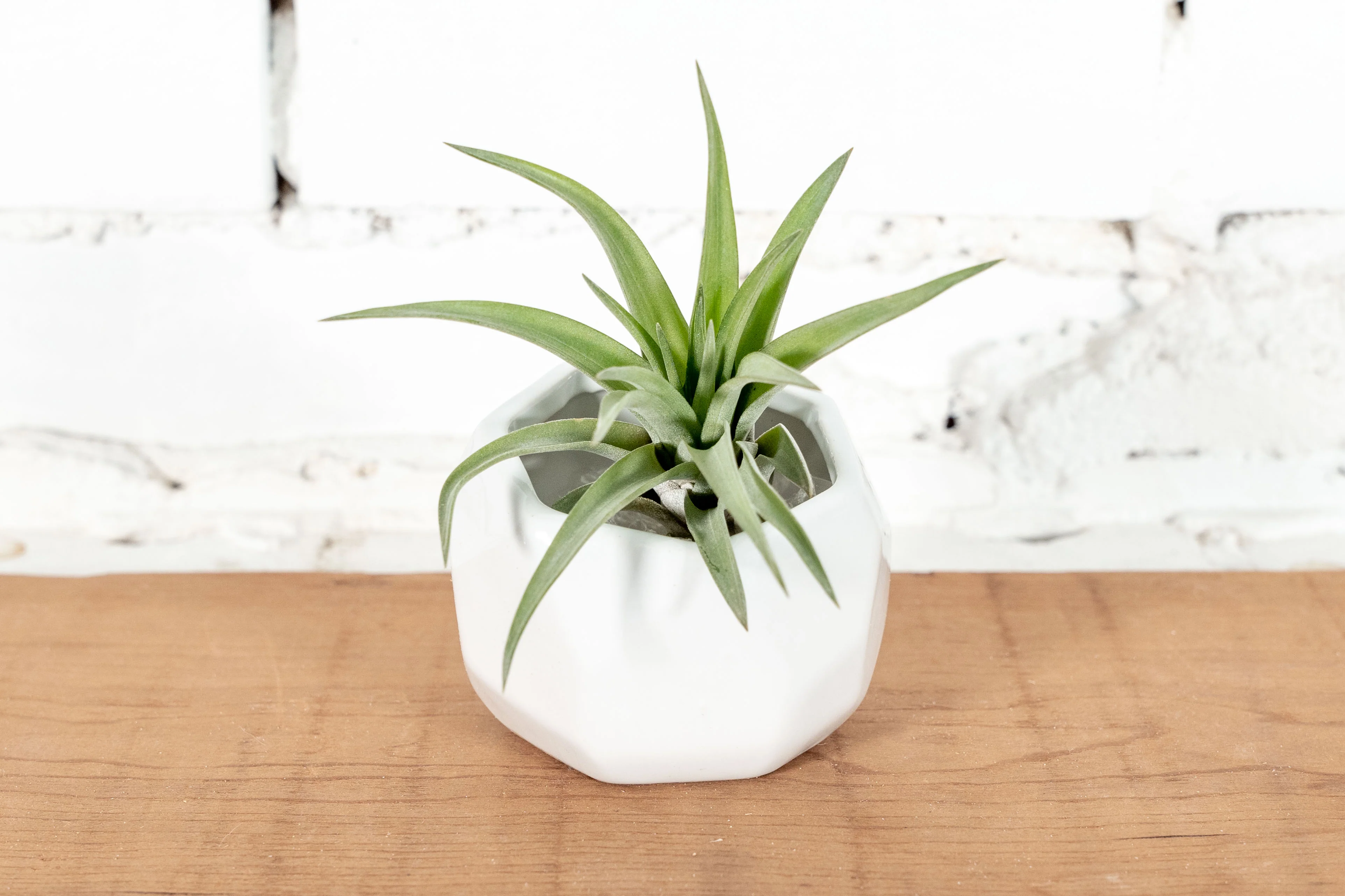 White Ceramic Geometric Pots with Assorted Tillandsia Air Plants | Combo Packs - Image 3