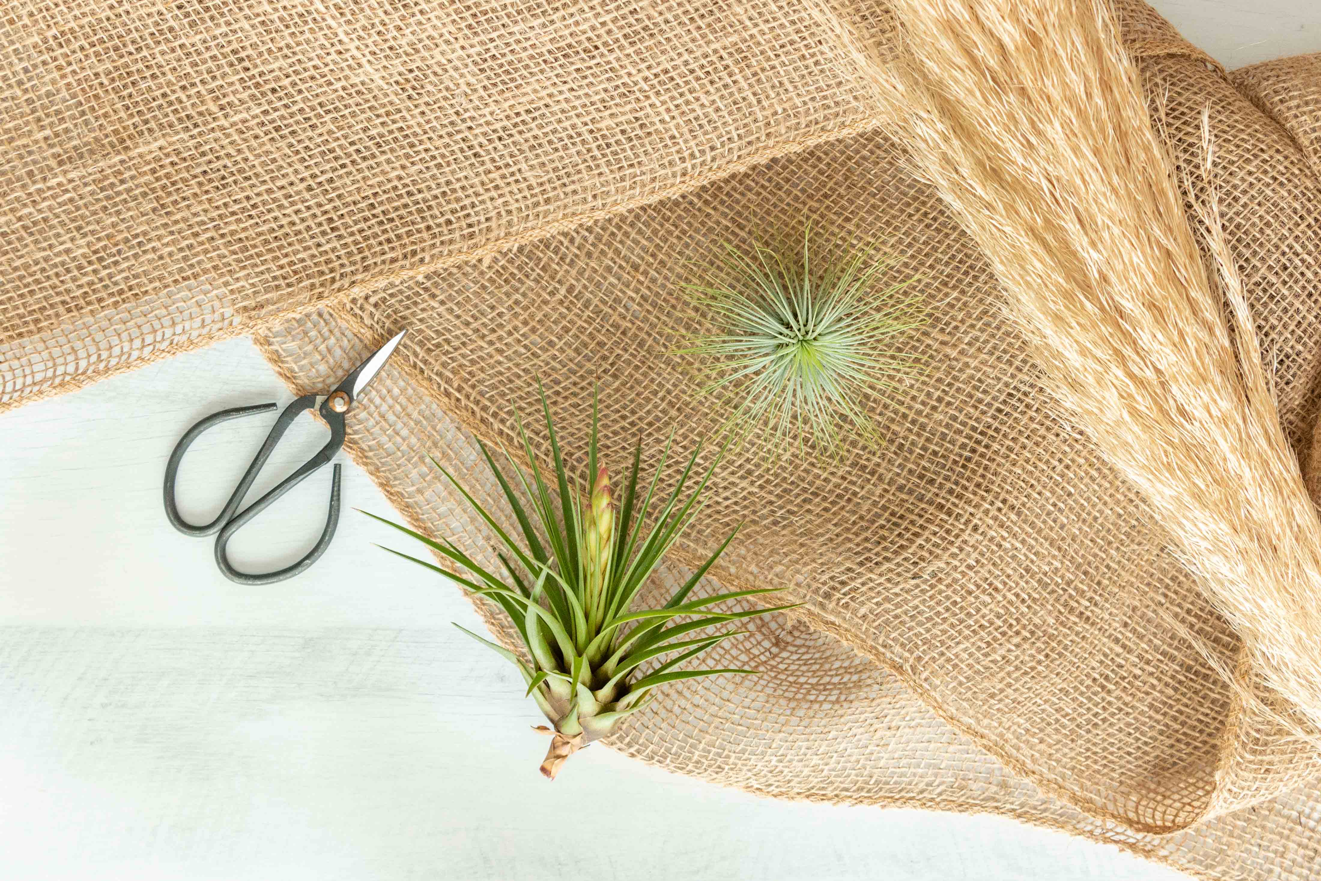 Air Plant Club - 3 Month Gift Subscription - Starter Box - Image 3