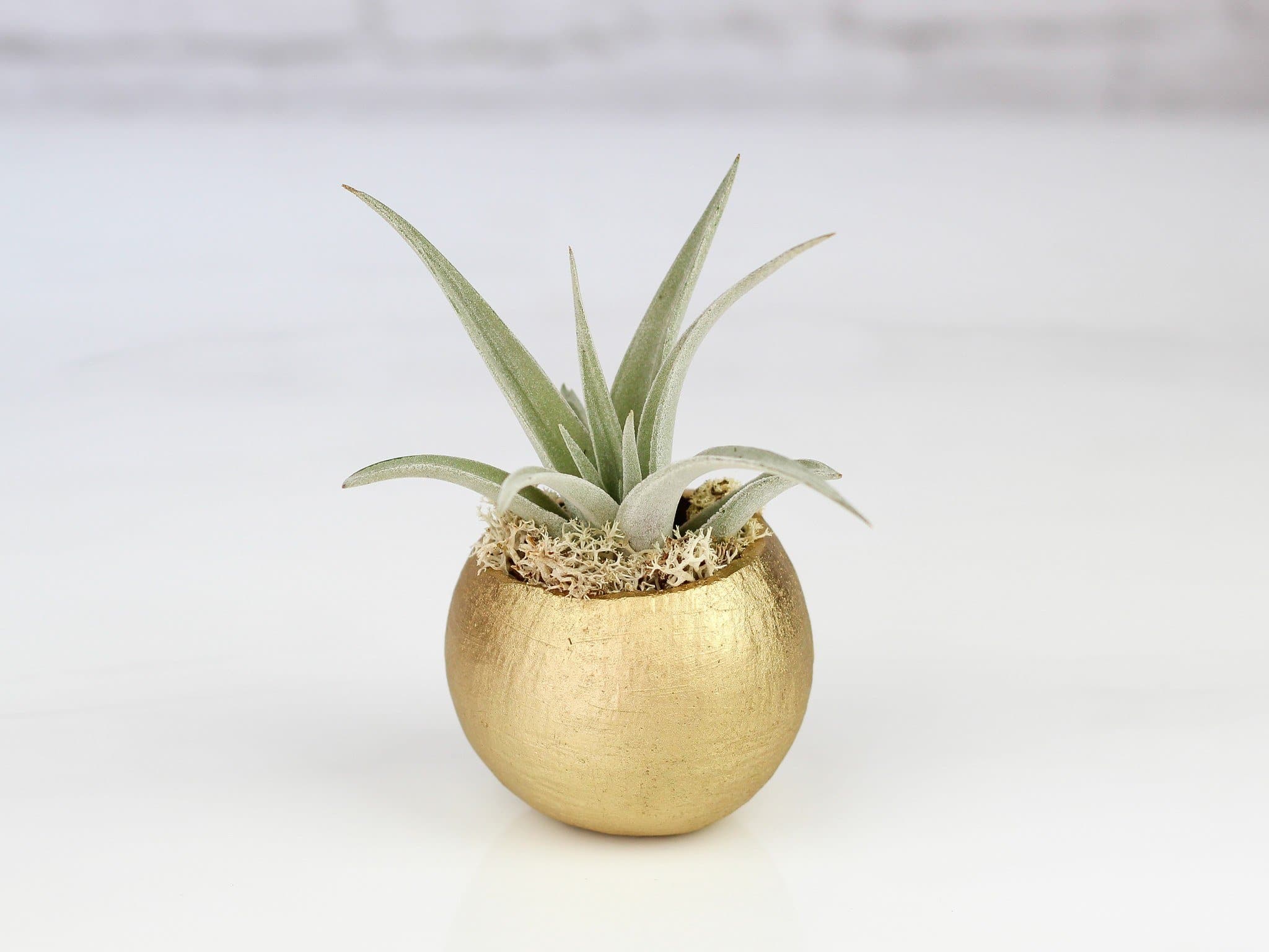 Metallic Gold Pod with Custom Tillandsia Air Plant and Reindee Moss - Image 4