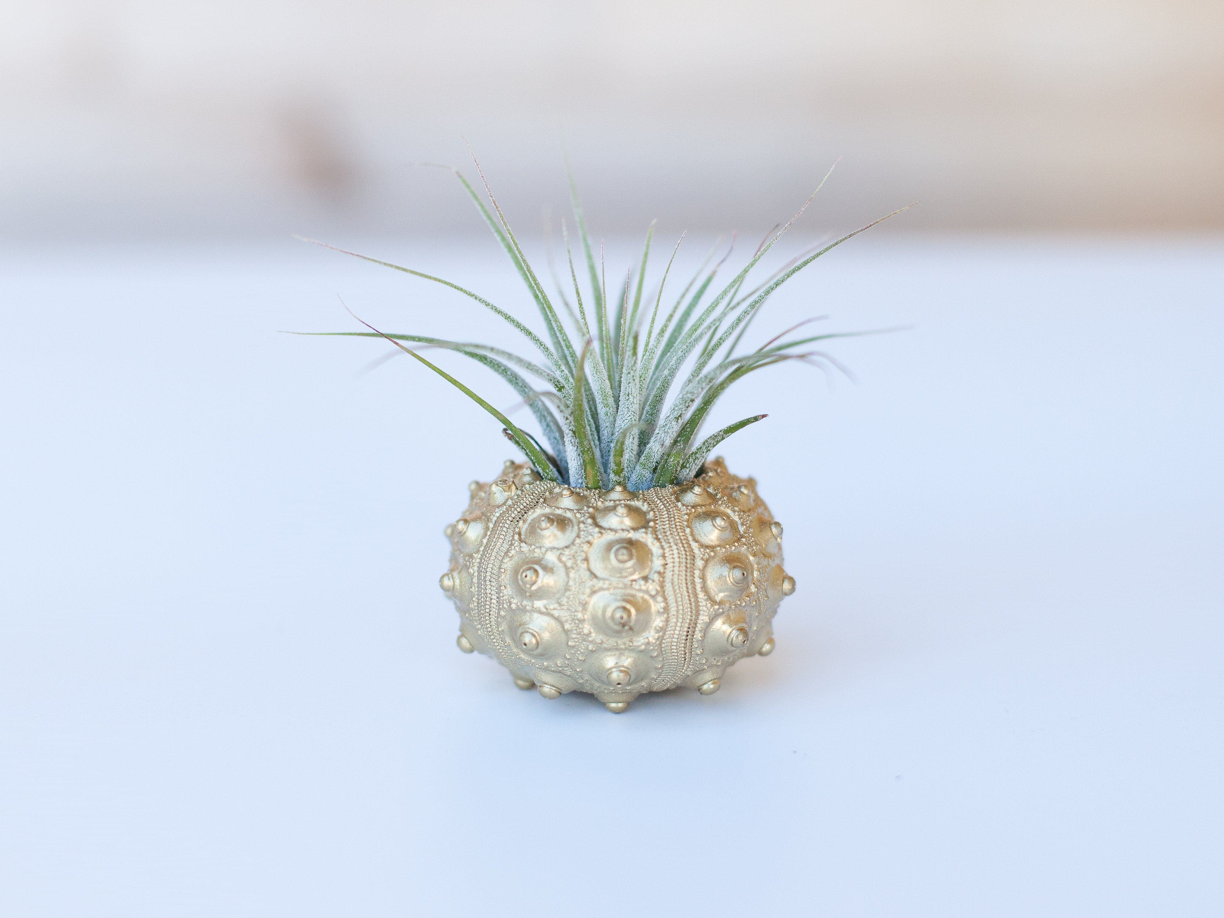 Gold & Silver Sputnik Sea Urchins with Tillandsia Air Plants - Image 2