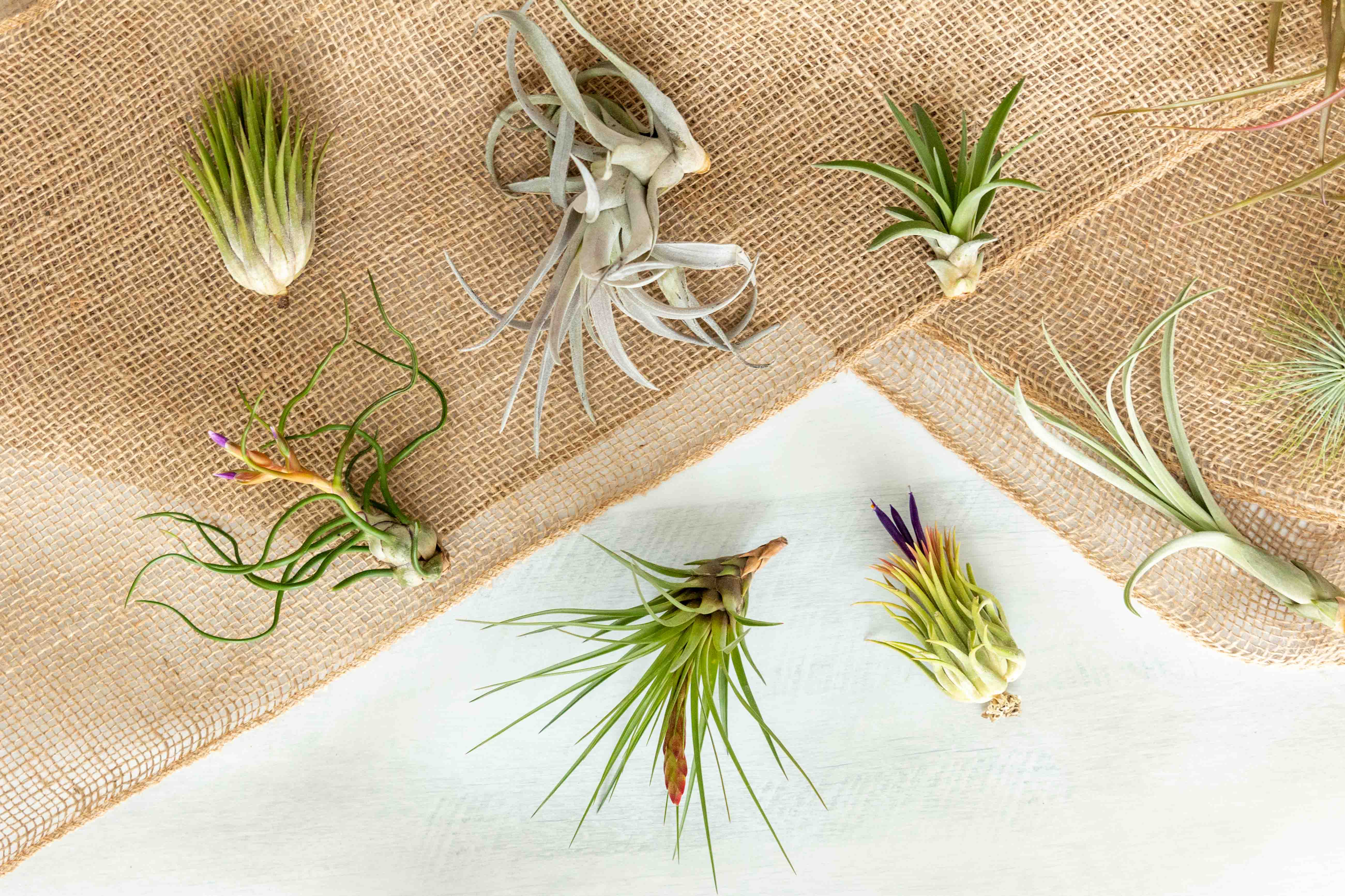 Tillandsia Air Plant Grab Bag - 20 Plants - Image 2