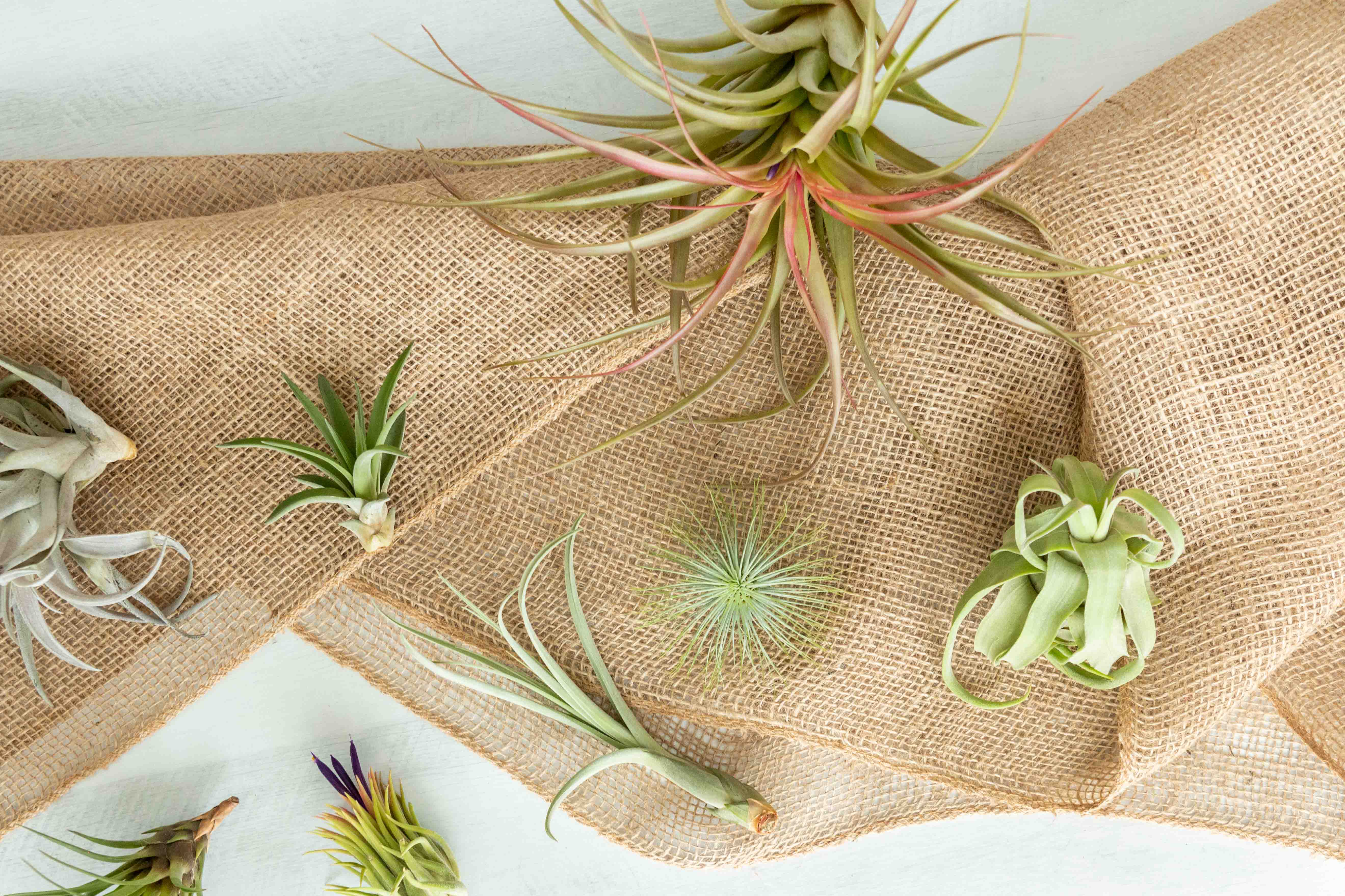 Tillandsia Air Plant Grab Bag - 5 Plants - Image 3