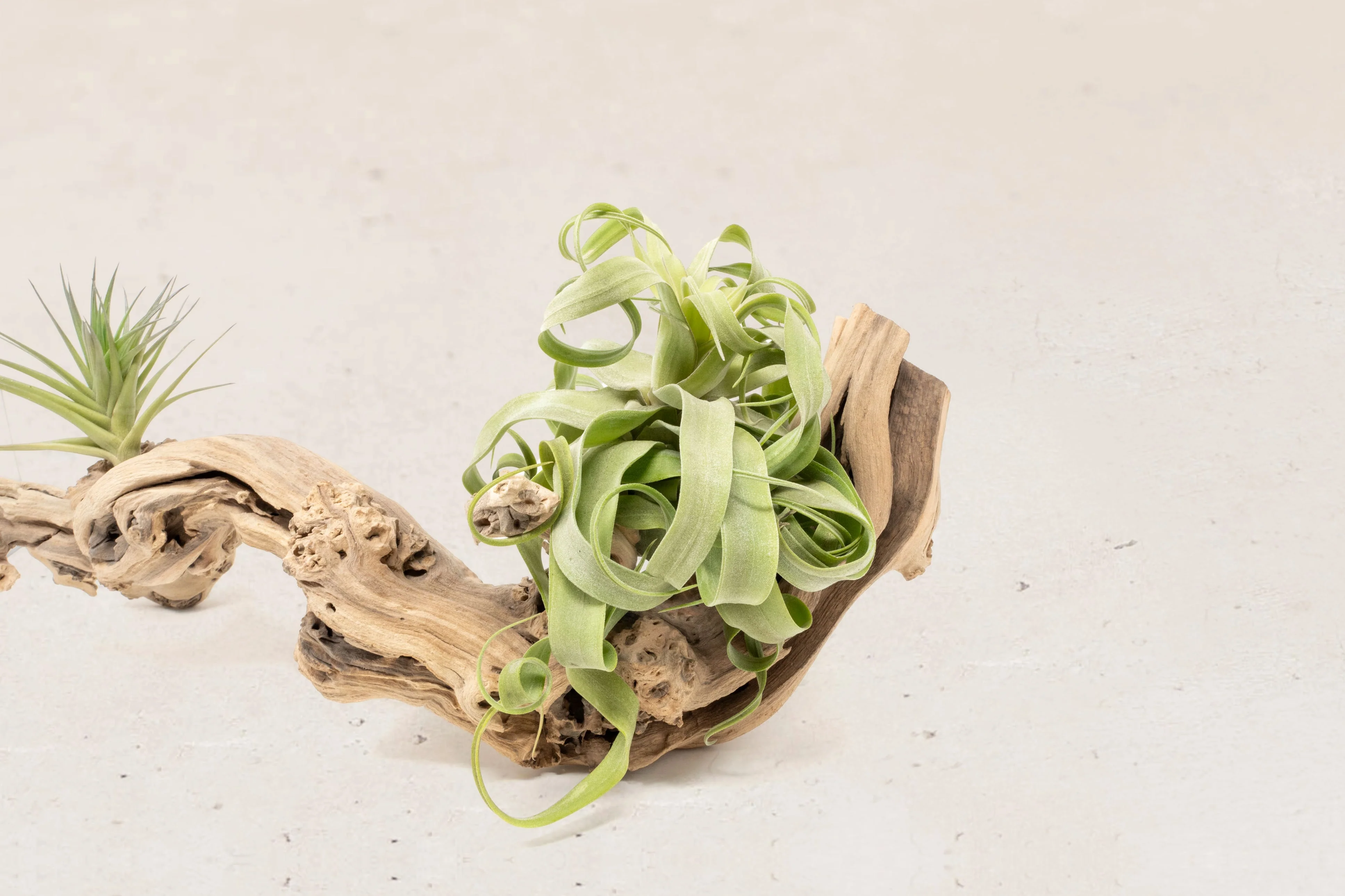 Grapevine Wood Display with Assorted Tillandsia Air Plants | Multiple Sizes - Image 10