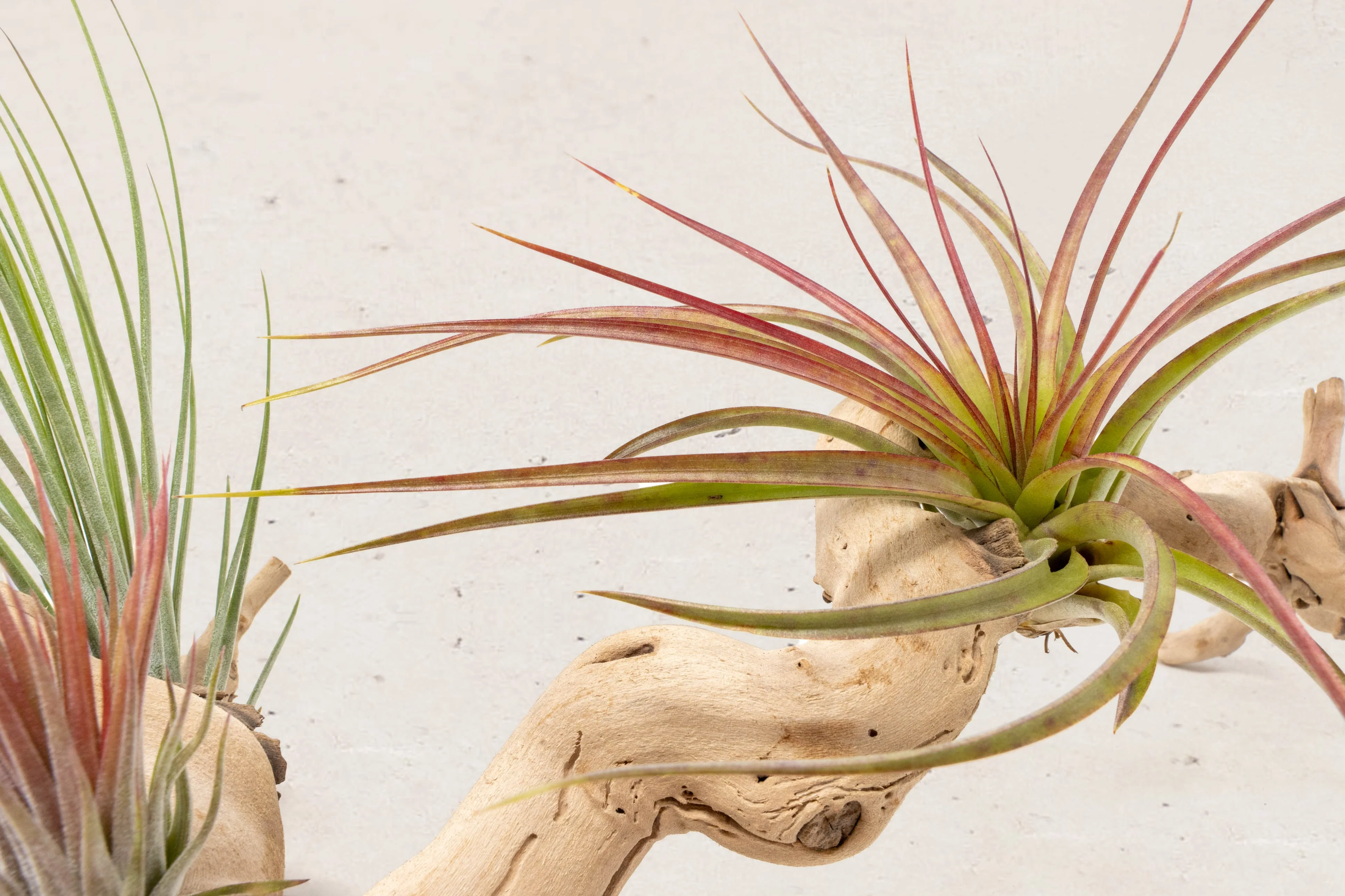 Grapevine Wood Display with Assorted Tillandsia Air Plants | Multiple Sizes - Image 11