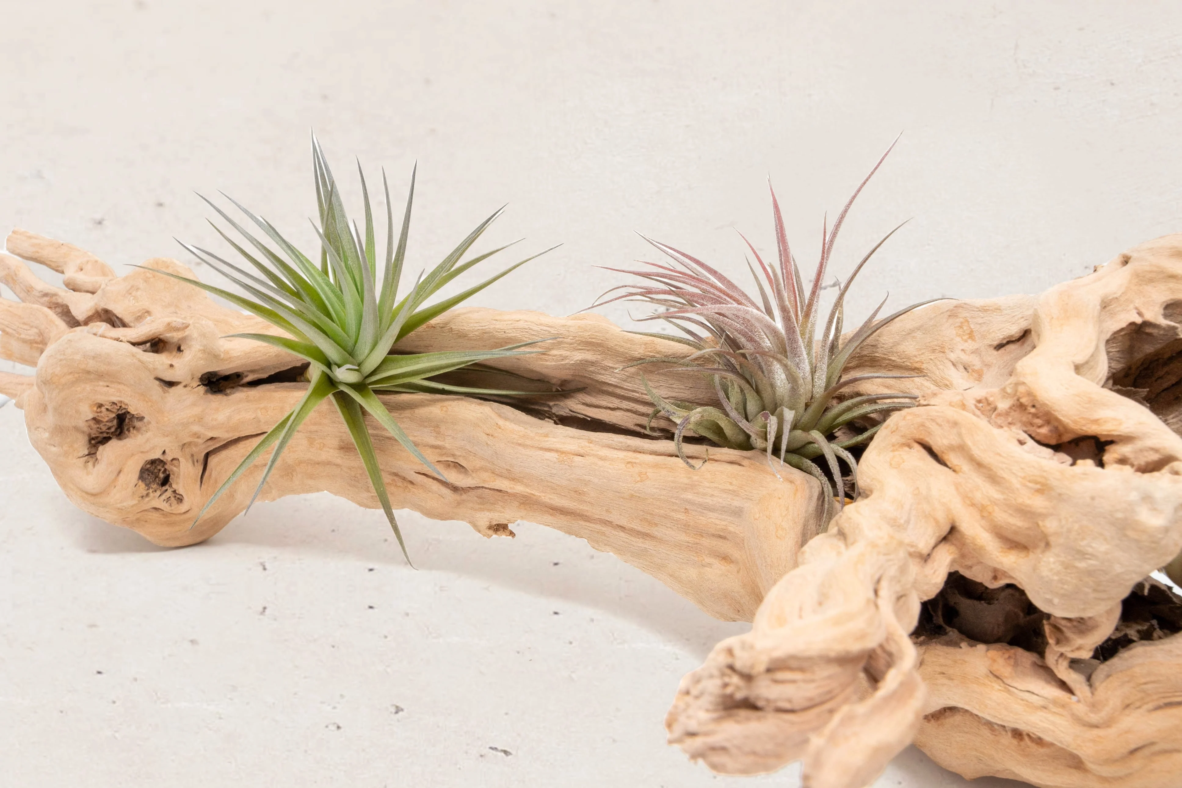 Grapevine Wood Display with Assorted Tillandsia Air Plants | Multiple Sizes - Image 12