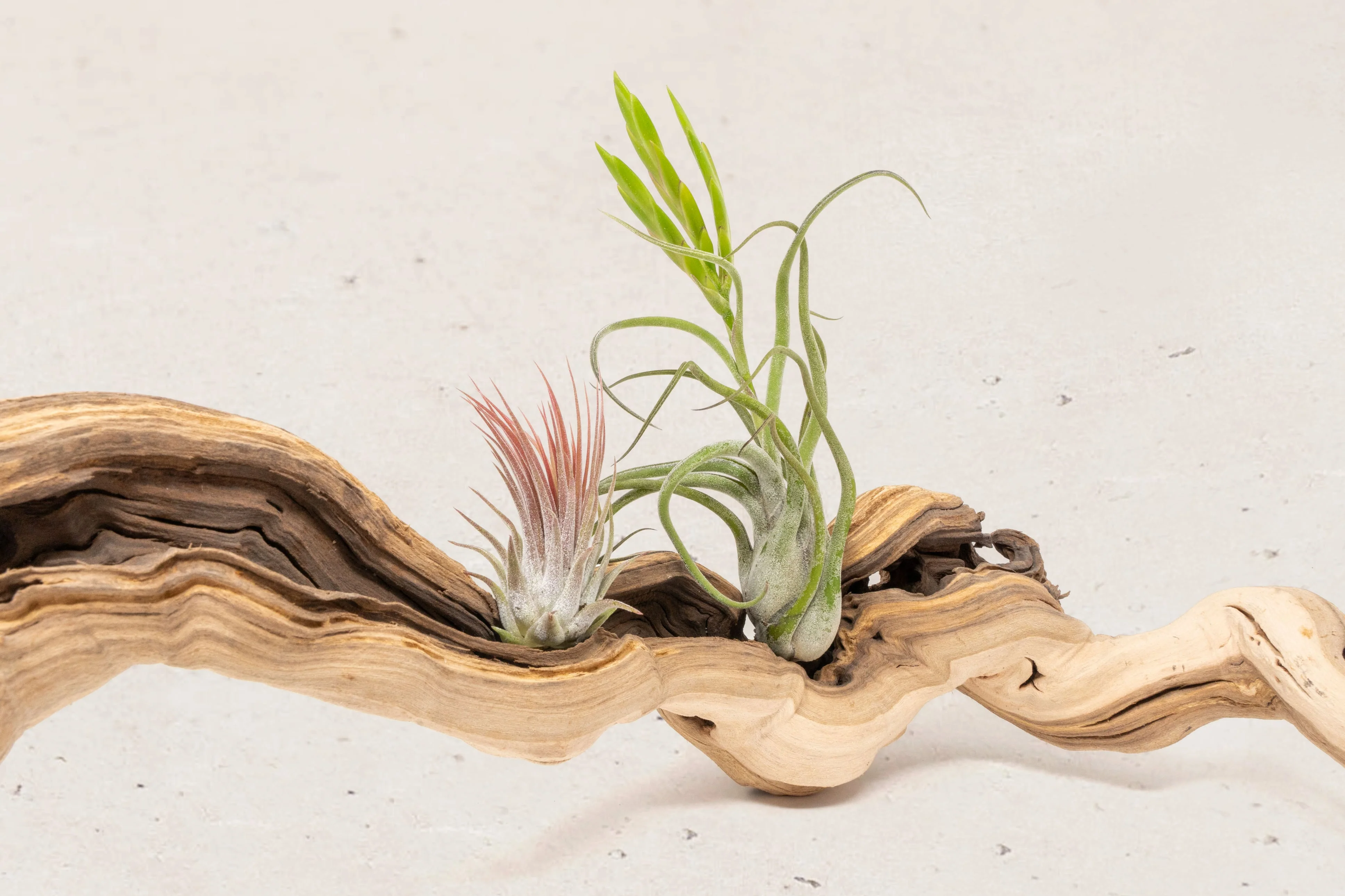 Grapevine Wood Display with Assorted Tillandsia Air Plants | Multiple Sizes - Image 13