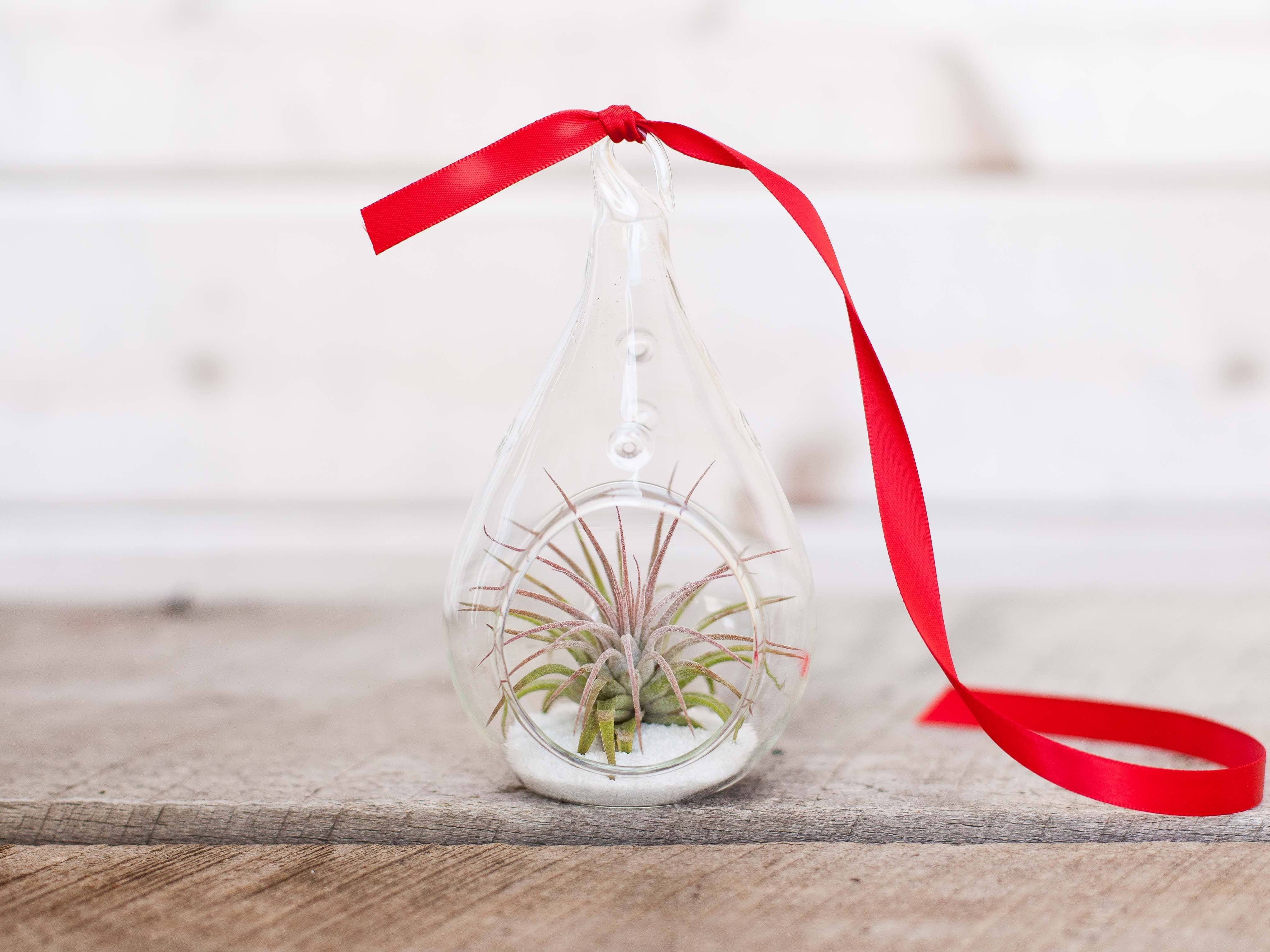 Gift Boxed: Coastal Teardrop Terrarium with Tillandsia Ionantha Air Plant