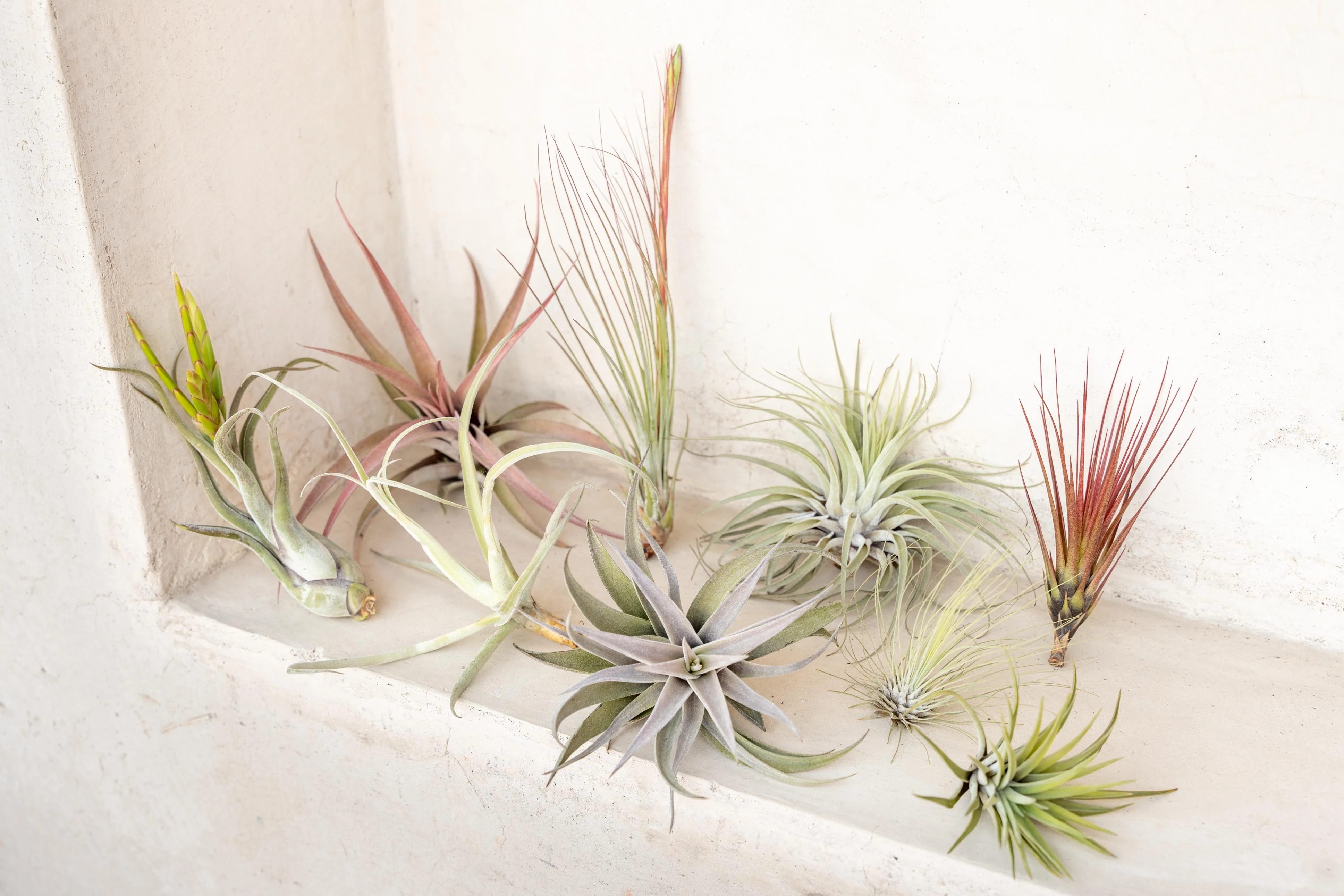 Premium Tillandsia Air Plant Kit of 10, 20 or 50 Assorted Tillandsias