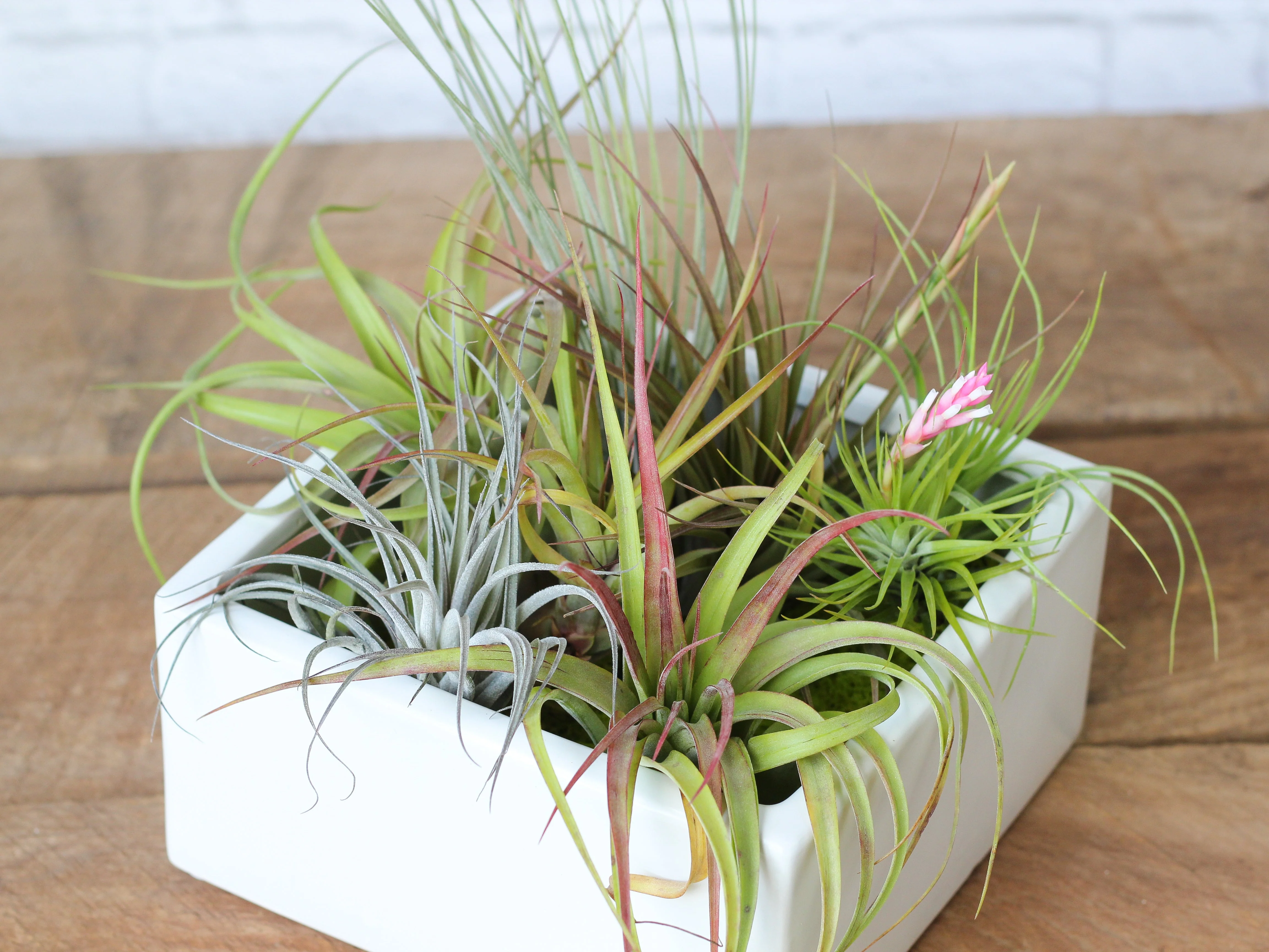 Premium Tillandsia Air Plant Kit of 10, 20 or 50 Assorted Tillandsias - Image 2
