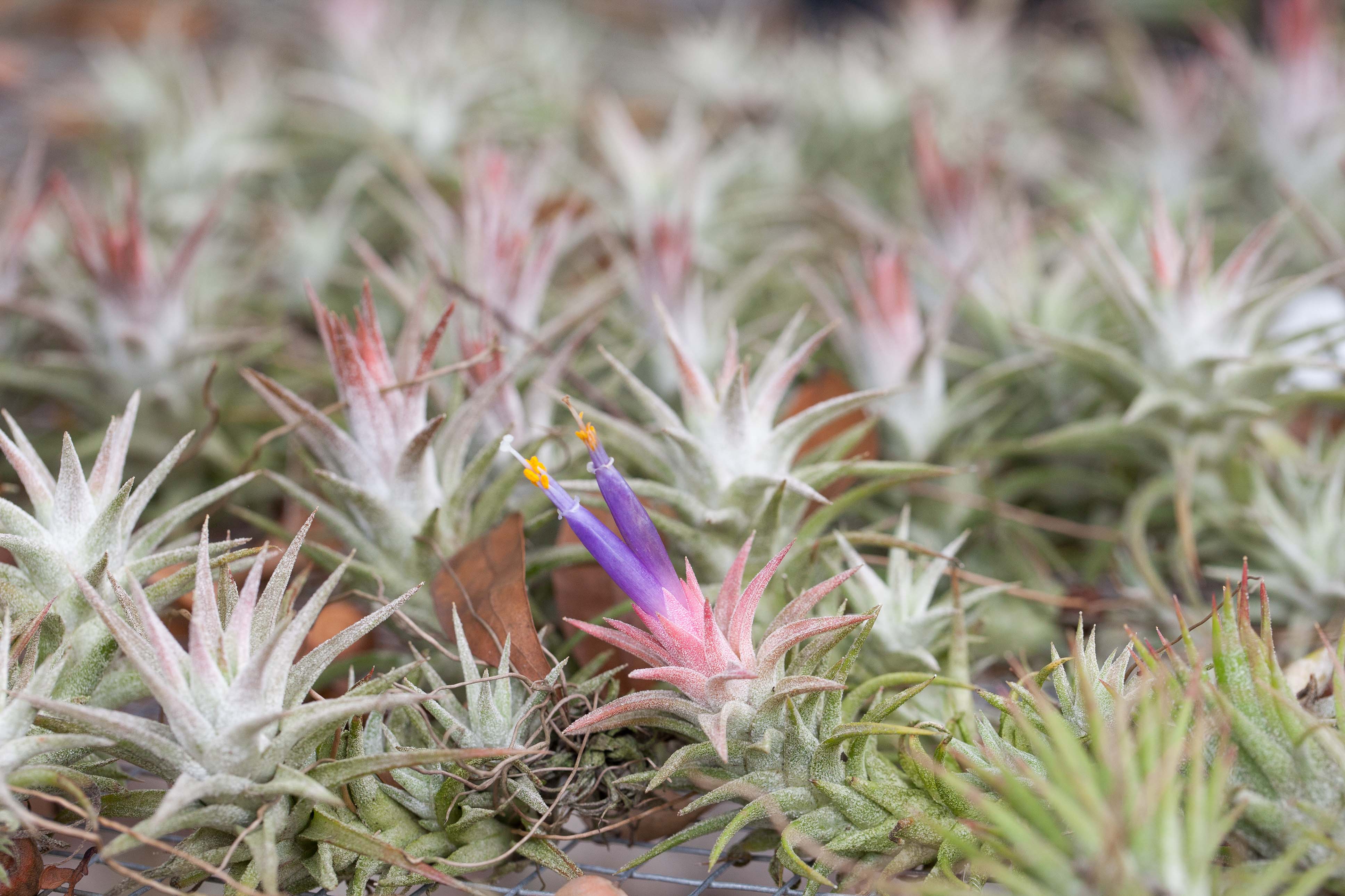 Gift Boxed: Mini Moss Ornament with Tillandsia Ionantha Air Plant - Image 4