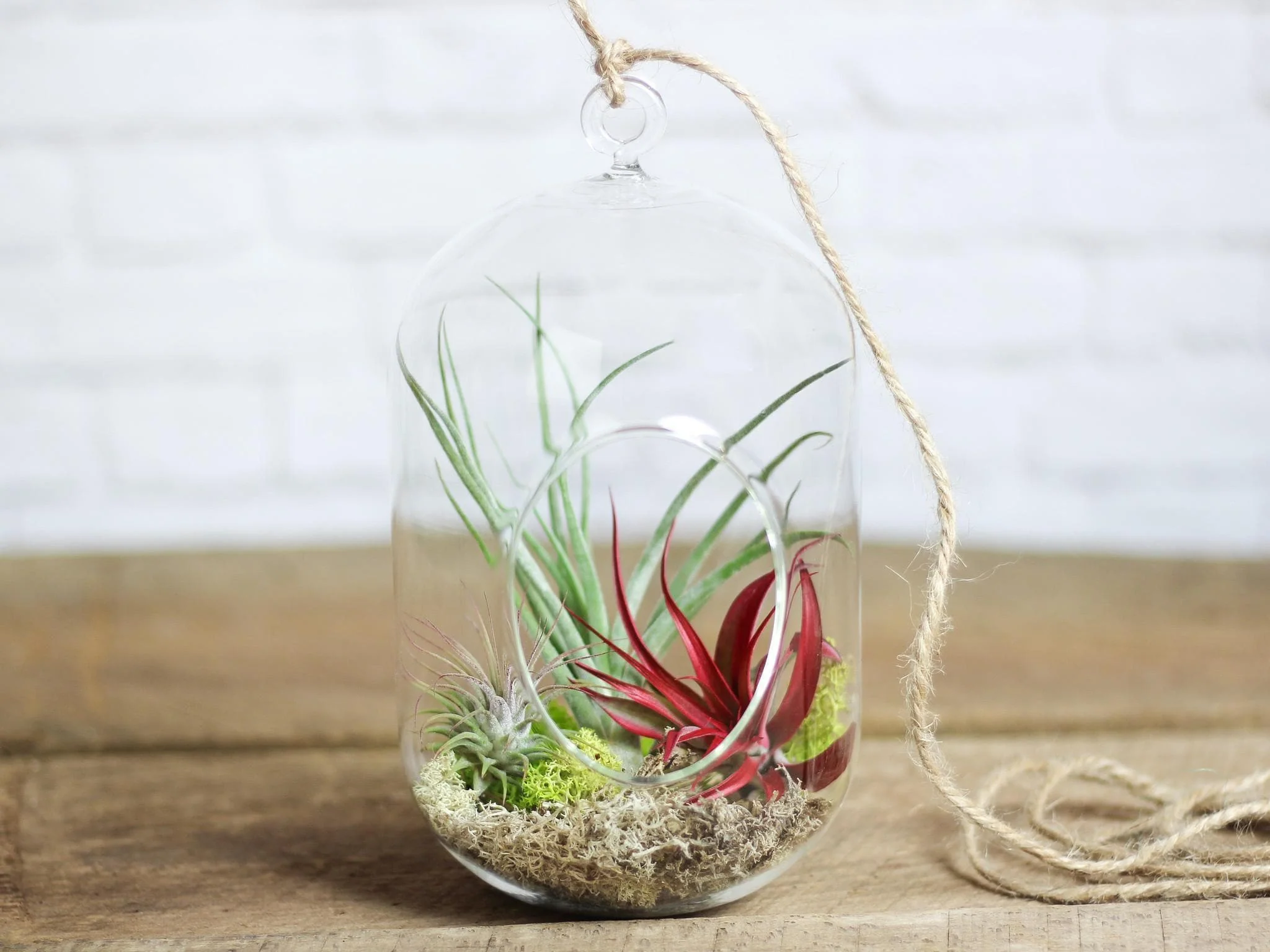 Holiday Gift Bagged: Capsule Hanging Air Plant Terrarium