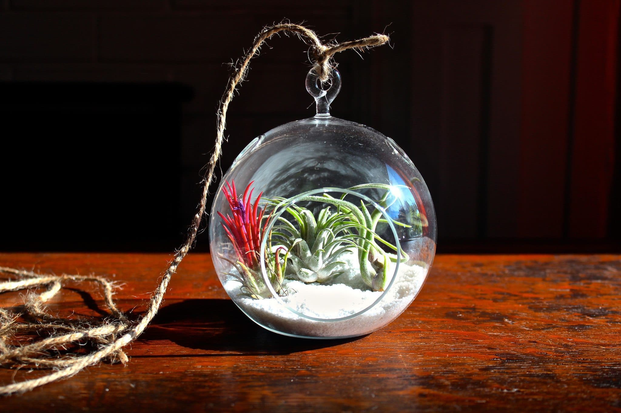 Gift Boxed: Coastal Terrarium with Assorted Tillandsia Air Plants - Image 3