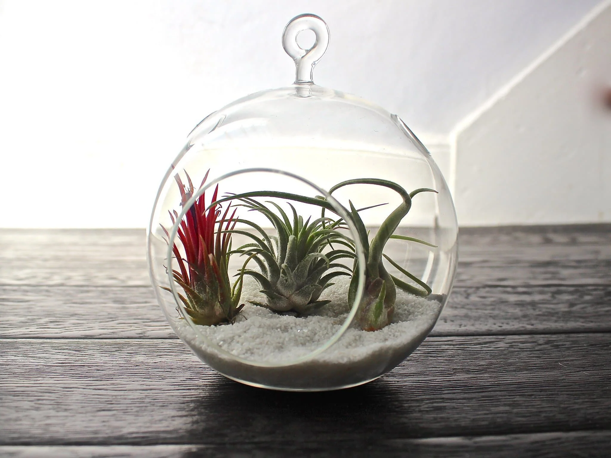 Gift Boxed: Coastal Terrarium with Assorted Tillandsia Air Plants - Image 4