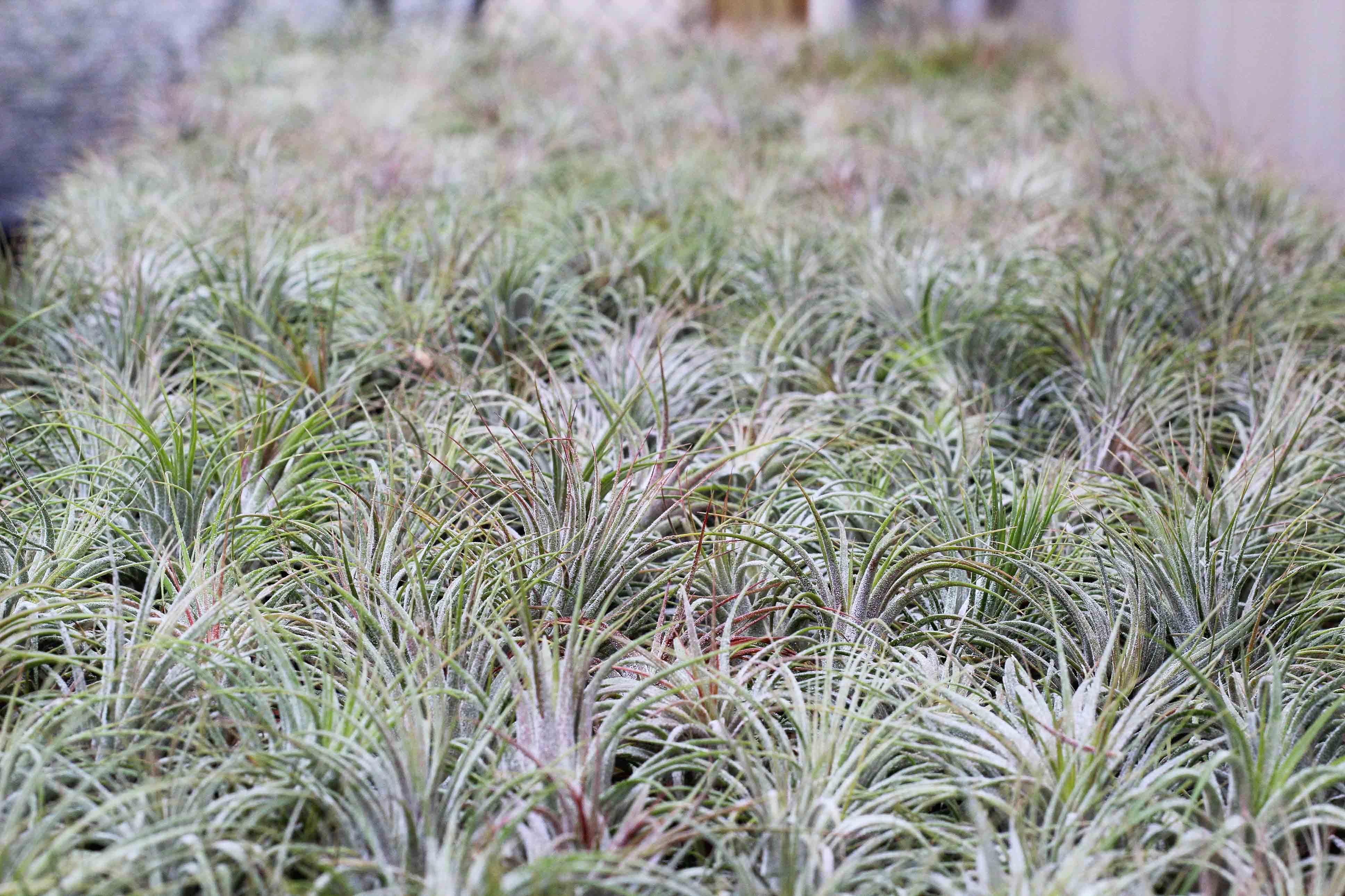Gift Boxed: Mini Midnight Terrarium with Tillandsia Ionantha Air Plant - Image 3