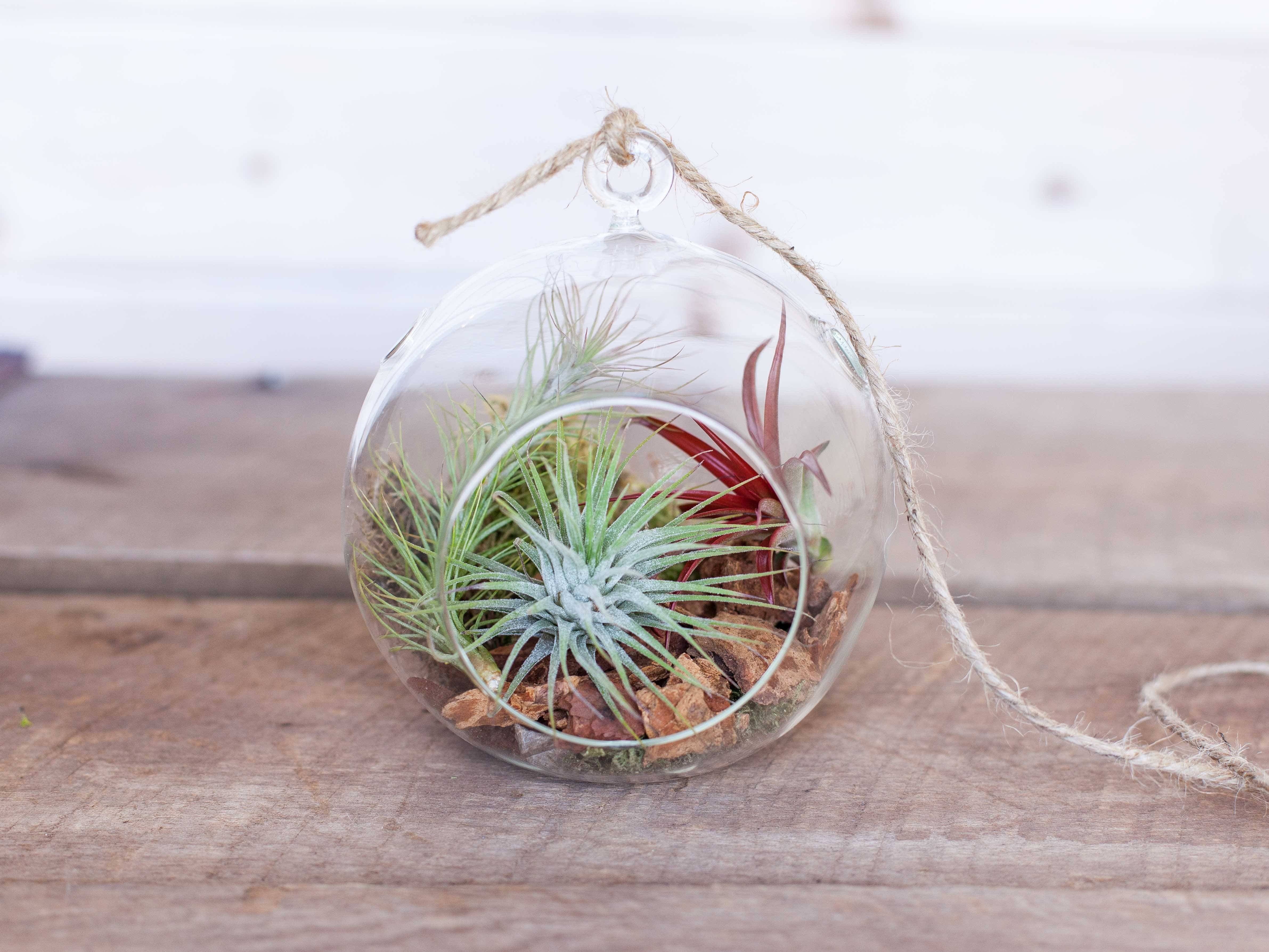 Gift Boxed: Rustic Terrarium with Assorted Tillandsia Air Plants