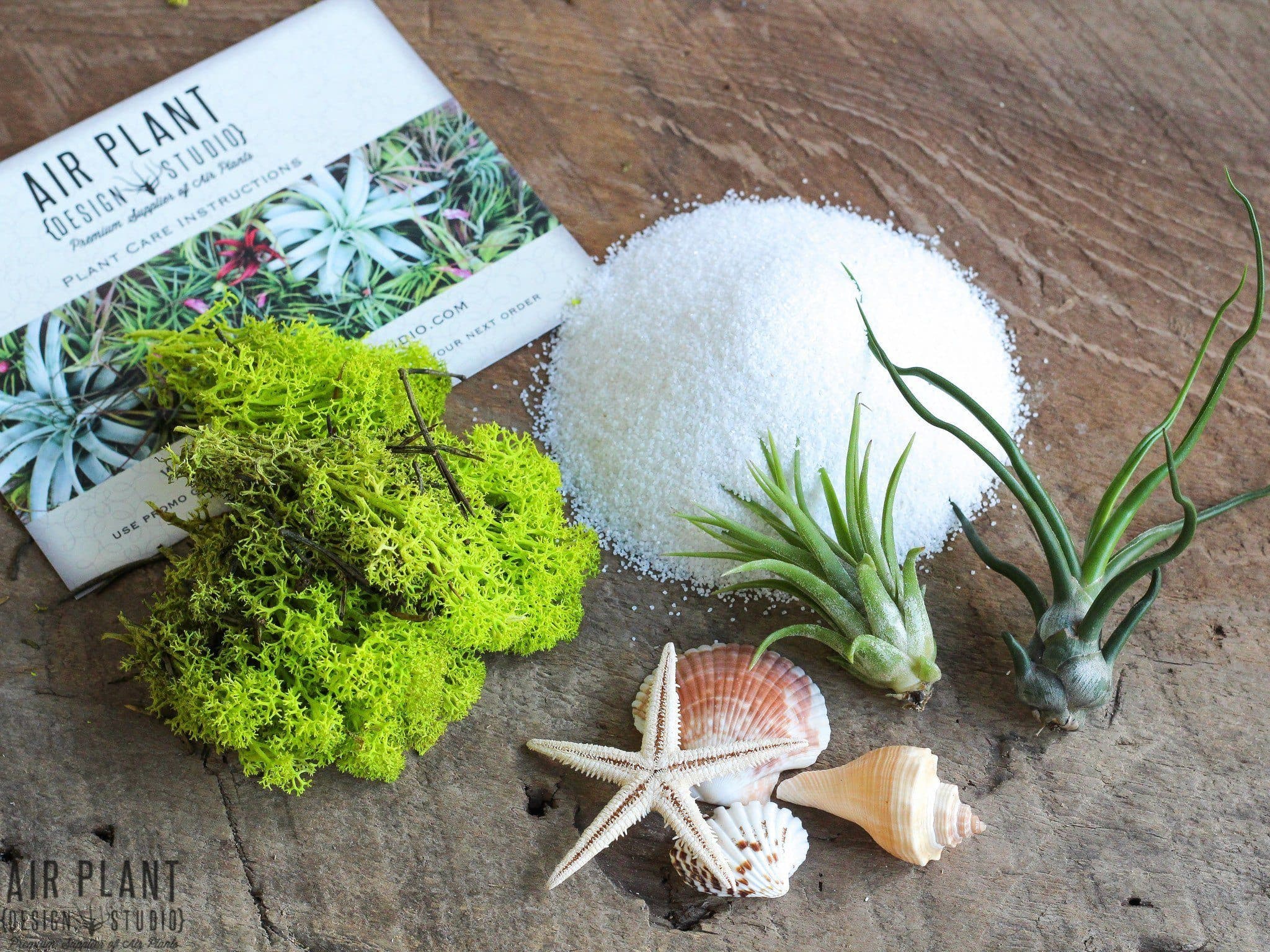 Gift Boxed: Seascape Terrarium with Tillandsia Bulbosa Guatemala and Ionantha - Image 3