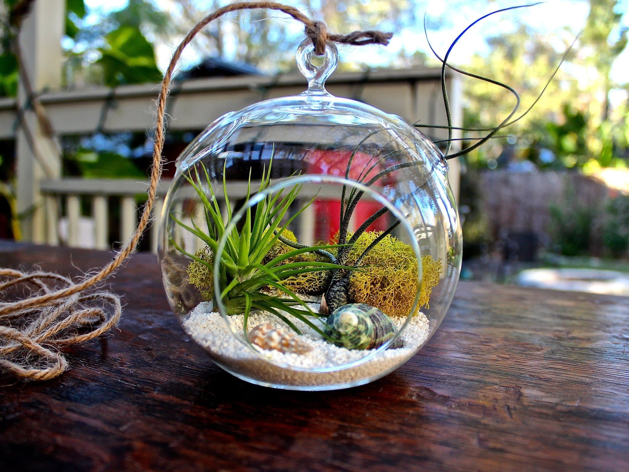 Gift Boxed: Seascape Terrarium with Tillandsia Tenuifoila and Butzii