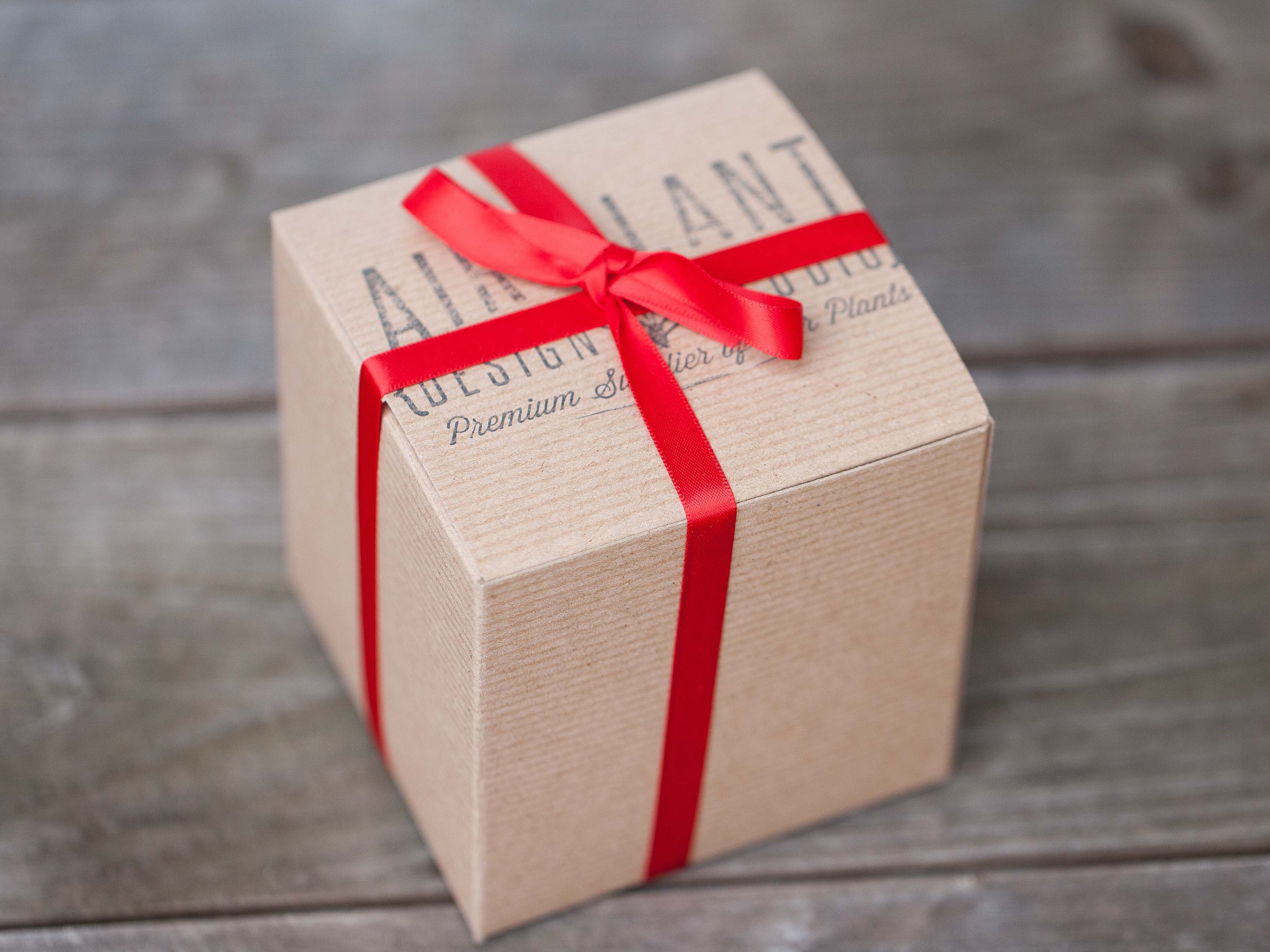 Gift Boxed: Seascape Terrarium with Tillandsia Tenuifoila and Butzii - Image 2